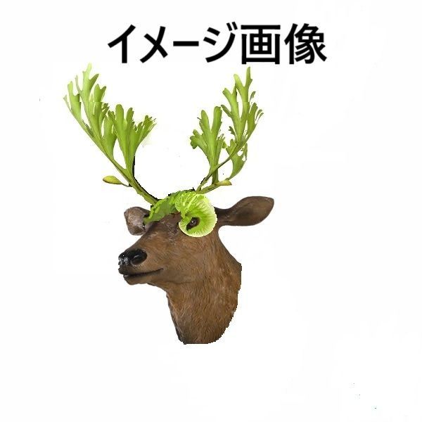 鹿の3Dモデル ver.2（ビカクシダ着生板）210×280×235 Deer03_210_BK