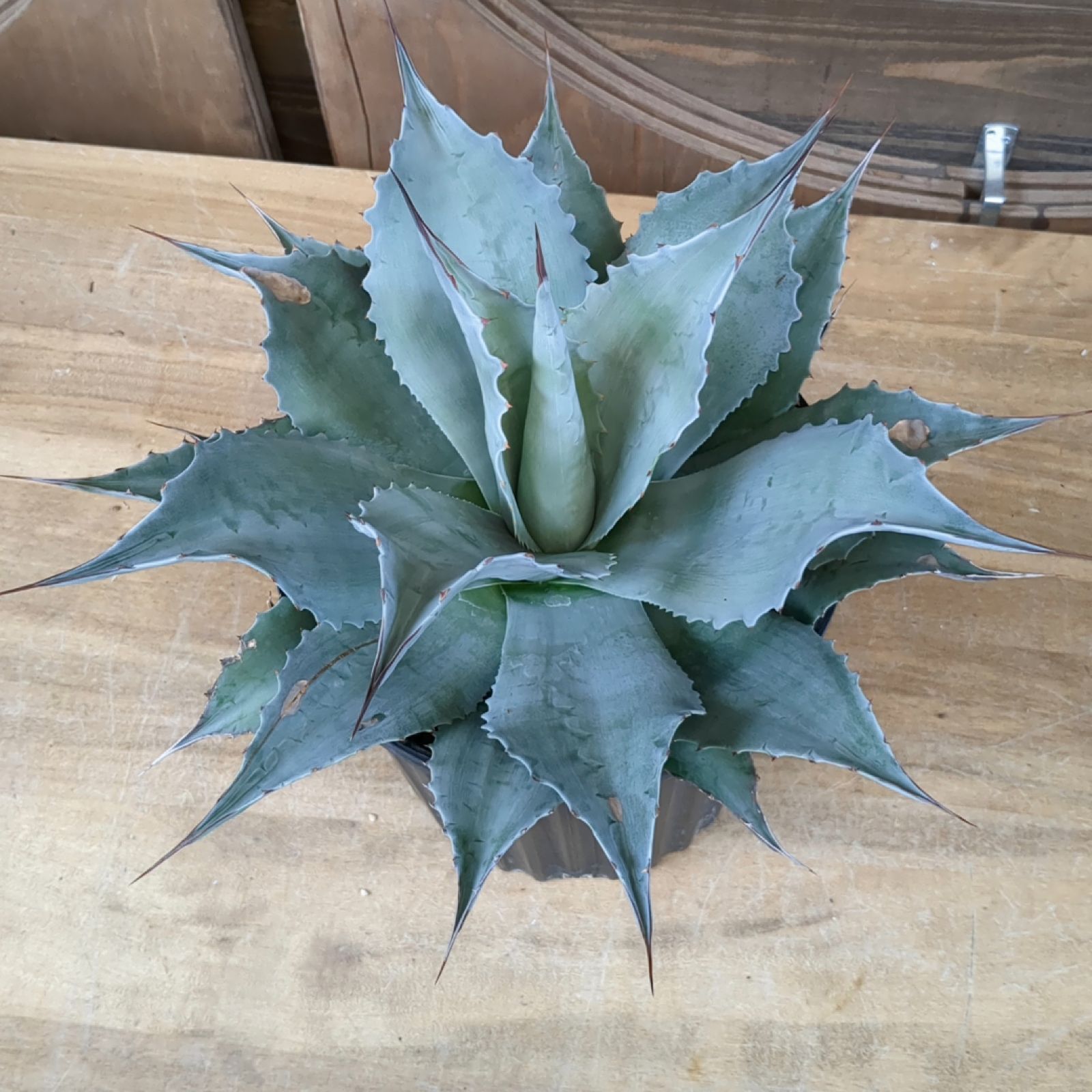 アガベ オバティフォリアバンジー 30cm