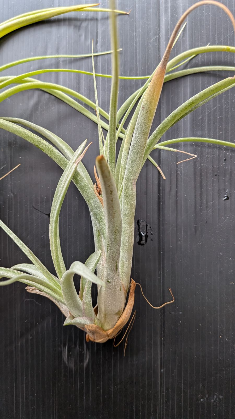チランジア Jackie Loinaz x Kraken 1株