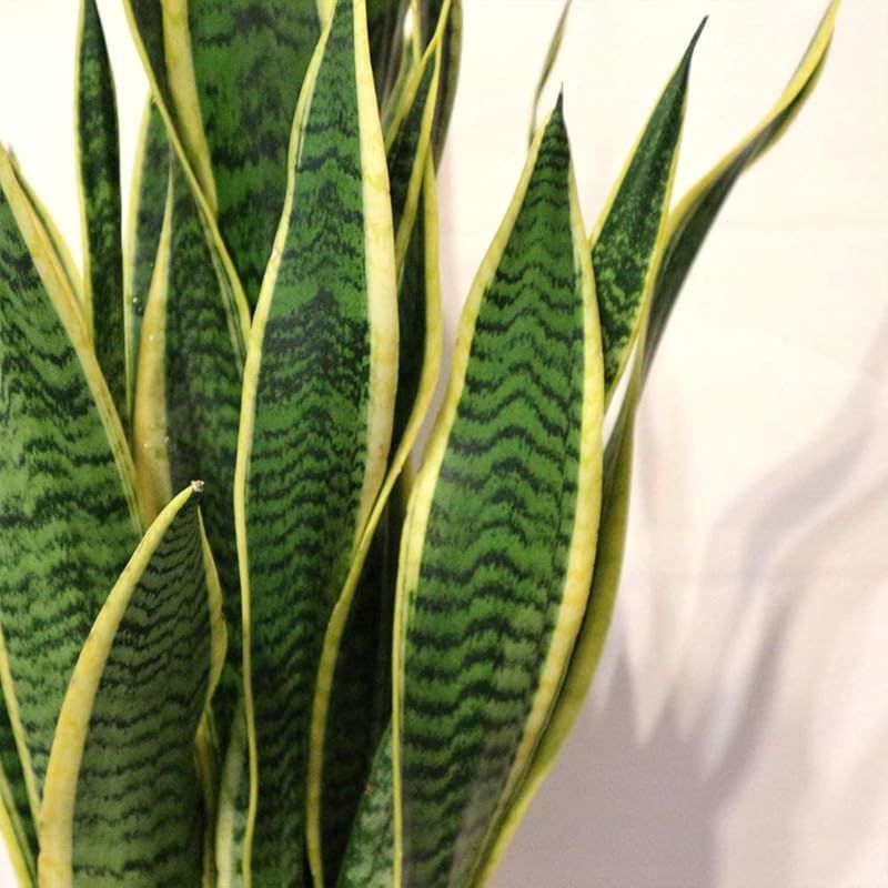 7号プラスチック鉢 品種で選べる観葉植物