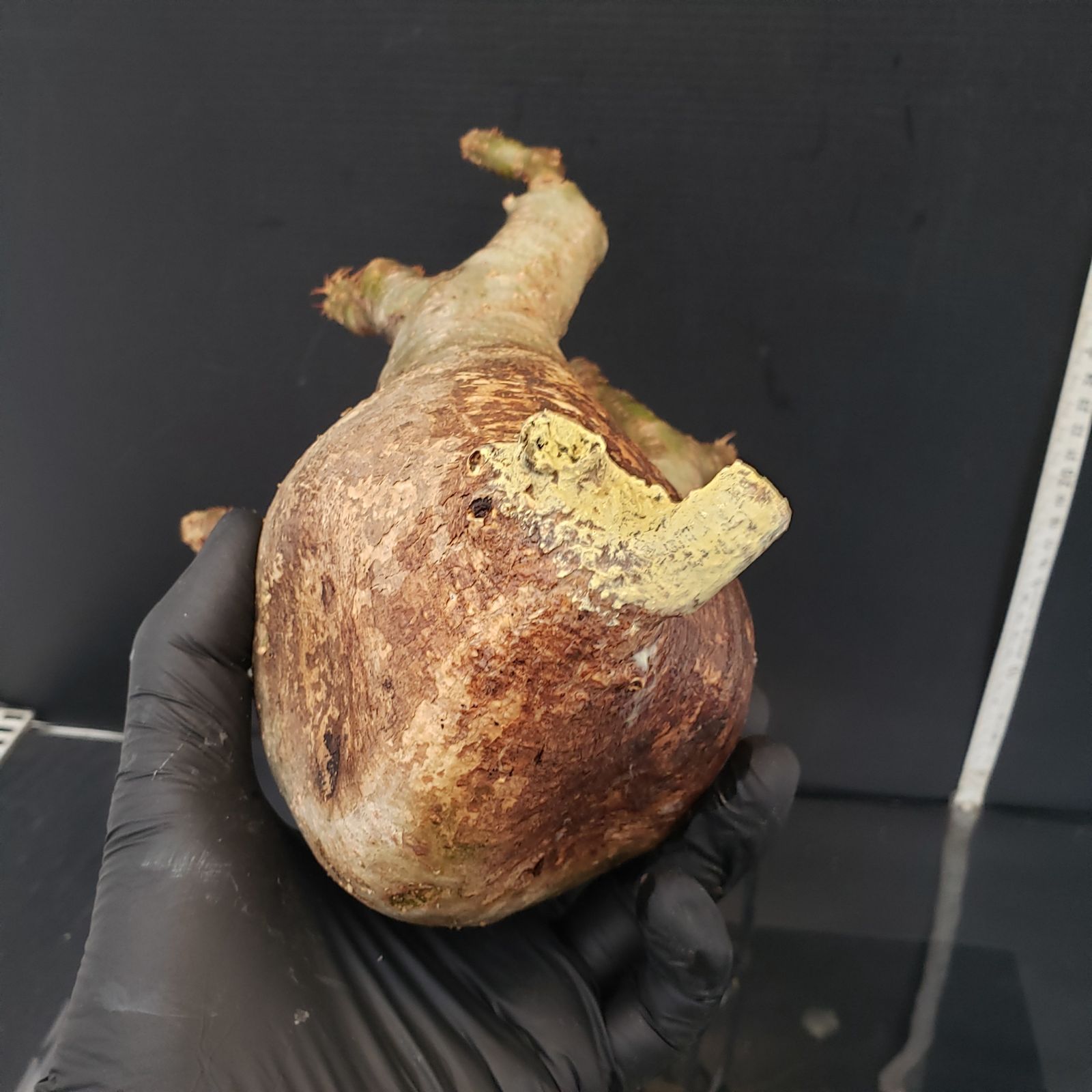 パキポディウム グラキリス 現地球 発根済み 抜き苗 T479【最新到着