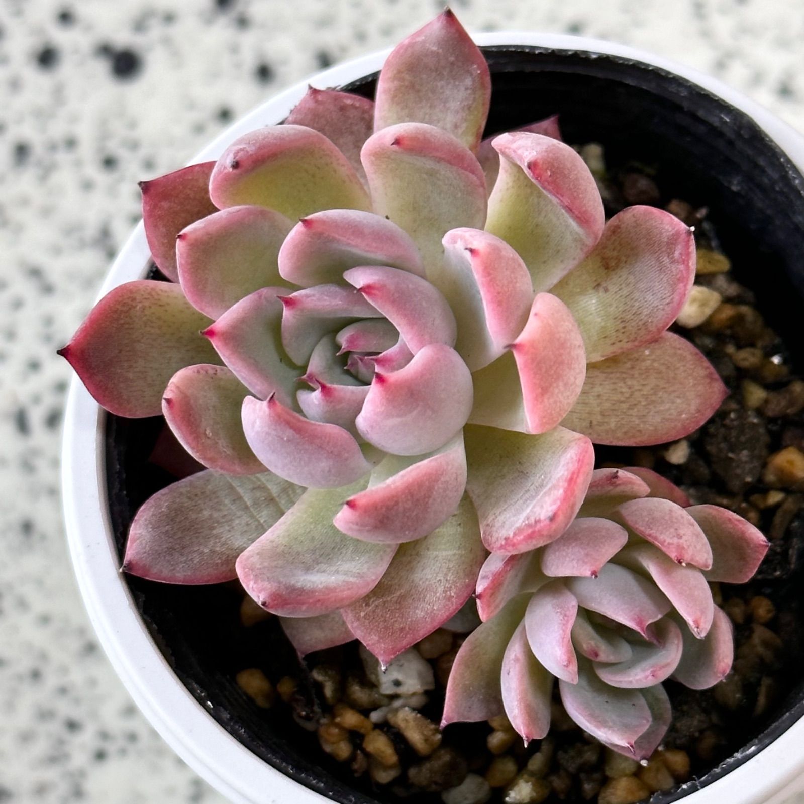 美爪☆相府蓮xざわわ 大苗 おらいさん苗 青札 エケベリア 多肉植物