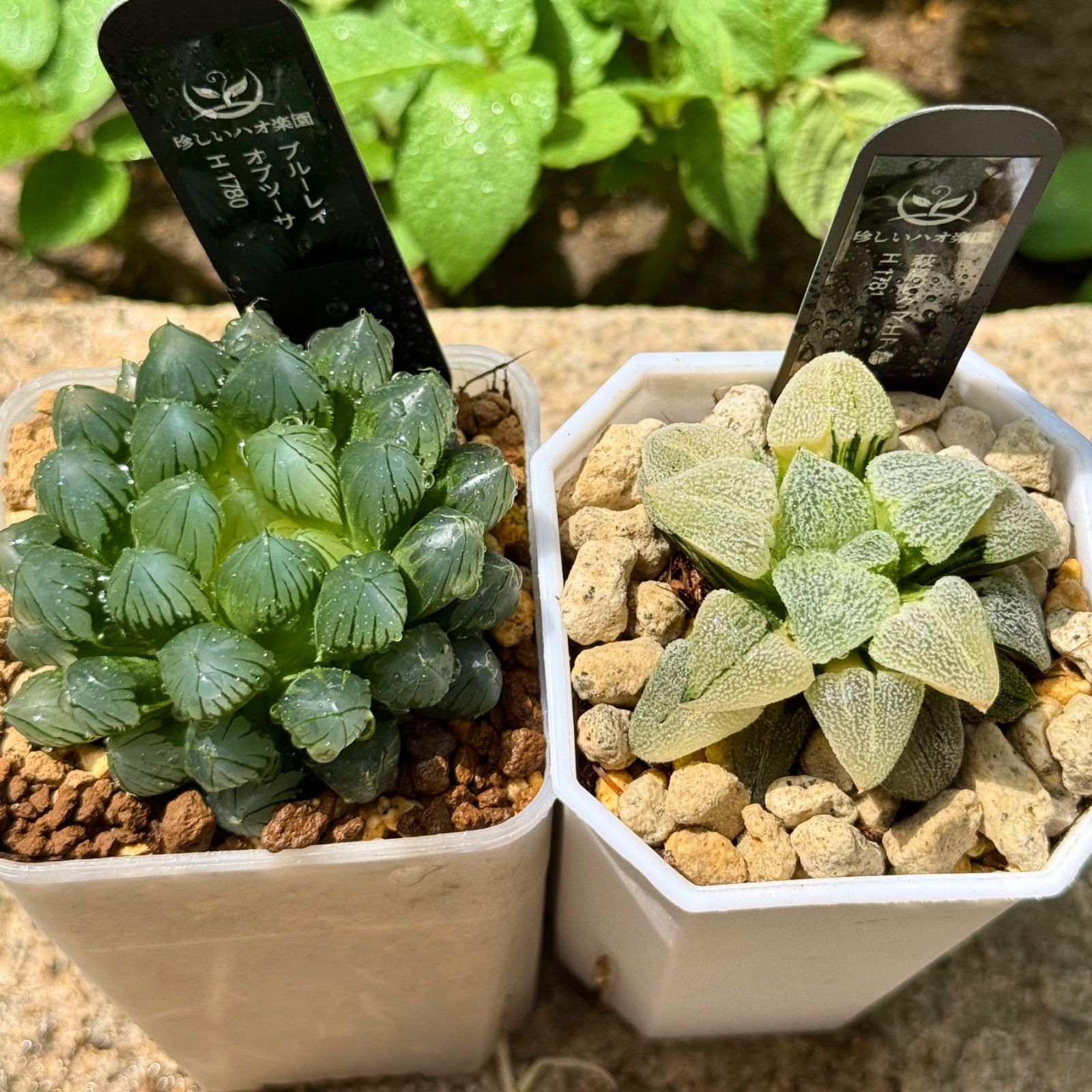 パキポディウム グラキリス 個性的優良株 短枝 現地球 安心の発根済み