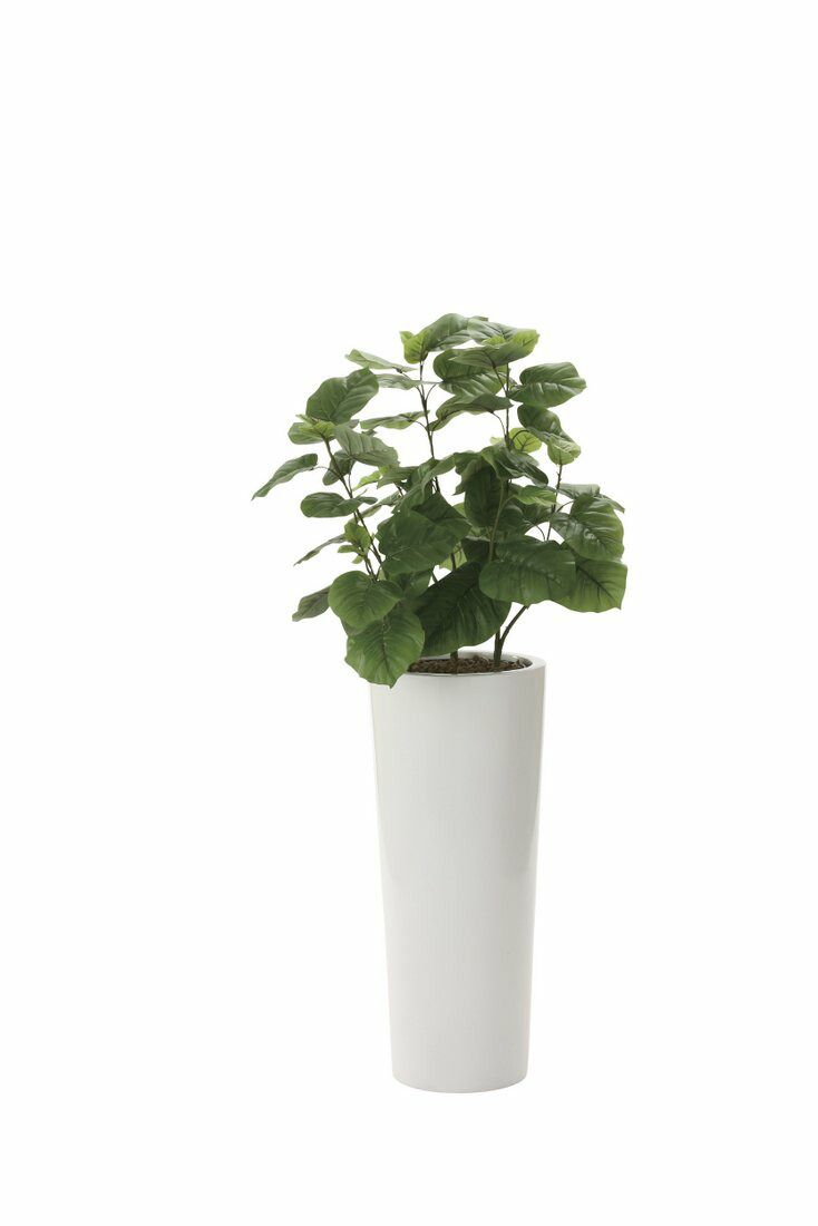 光触媒観葉植物 ウンベラータ1.4〔フロアタイプ(ハイサイズ)〕/光触媒 観葉植物 フェイクグリーン 花 胡蝶蘭 開店祝い 開業祝い 誕生祝い 造花 アートフレーム おしゃれ 飾る 5Lサイズ
