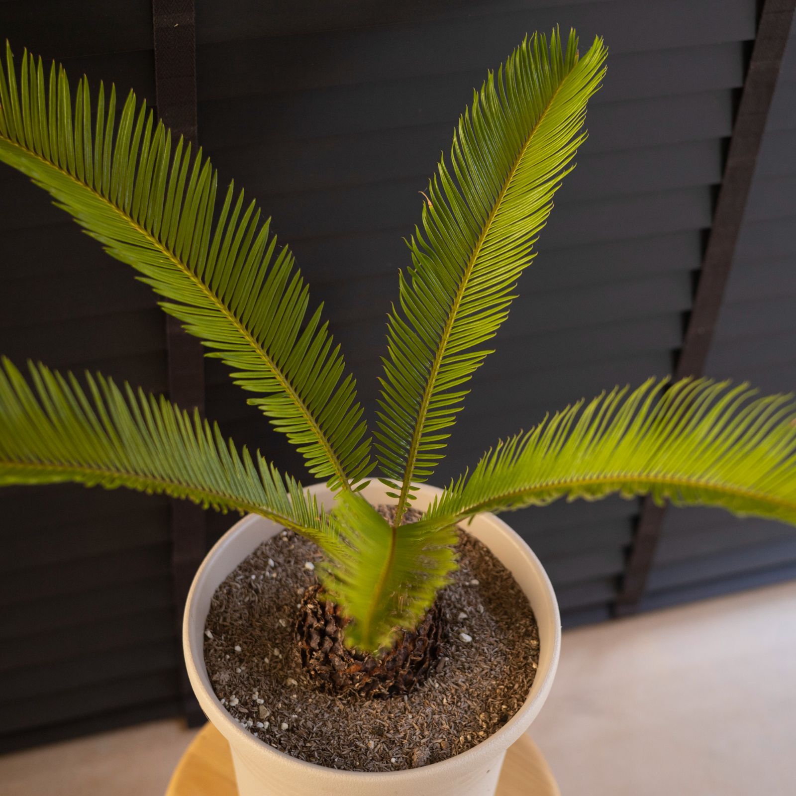 訳あり商品】ソテツ 蘇鉄 5枚葉 ヤシの木 ライムグリーン 観葉植物 そ