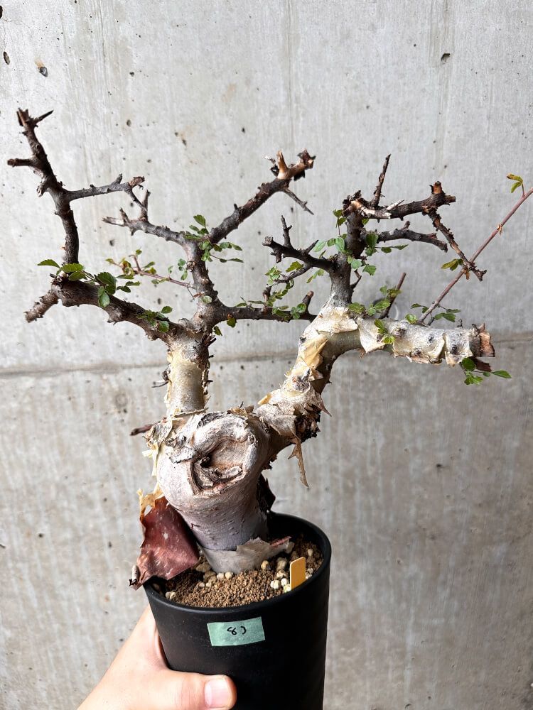 現品限り】コミフォラ・カタフ ターカネンシス 発根済み 2年以上管理【F83】 Commiphora kataf turkanensis【植物】塊根植物  夏型 コーデックス - メルカリ