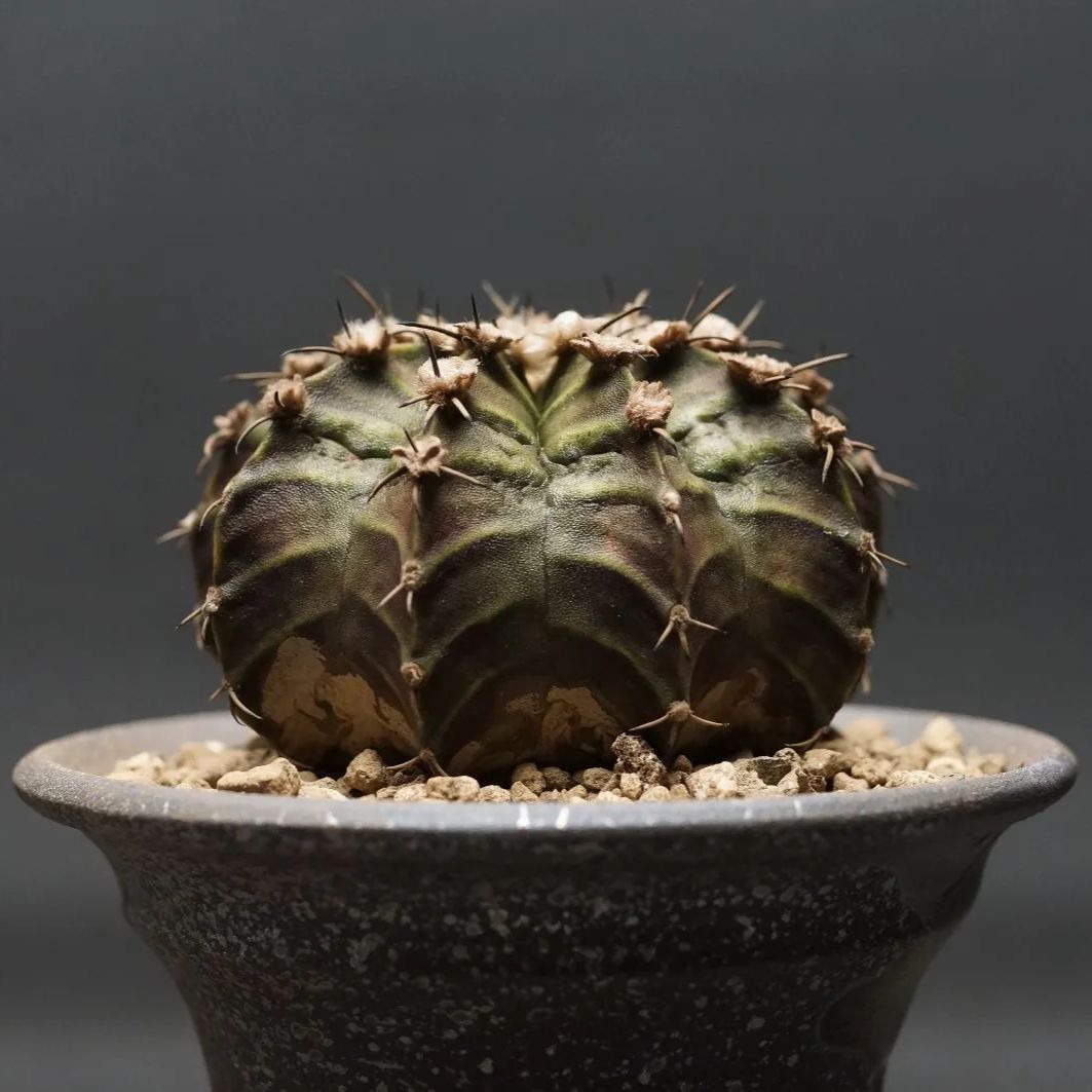 Gymnocalycium ギムノカリキウム