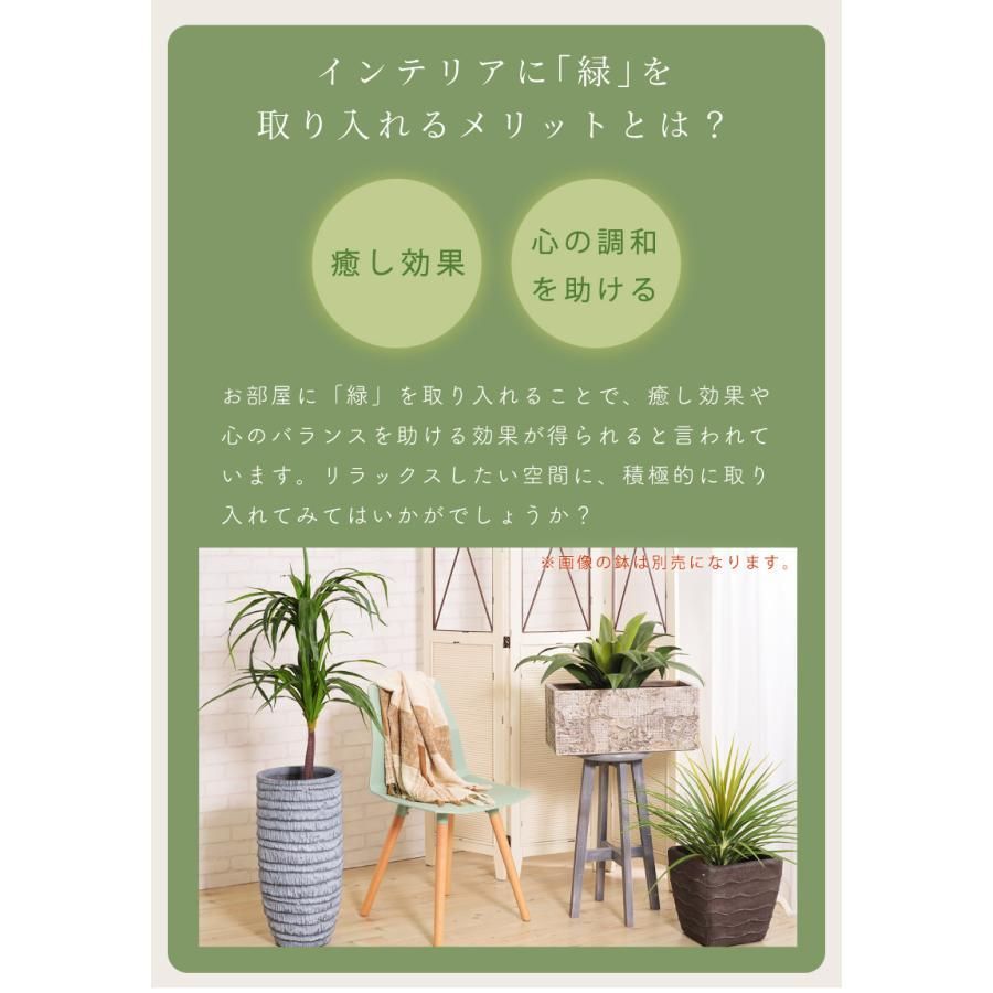 リーフ ドラセナ