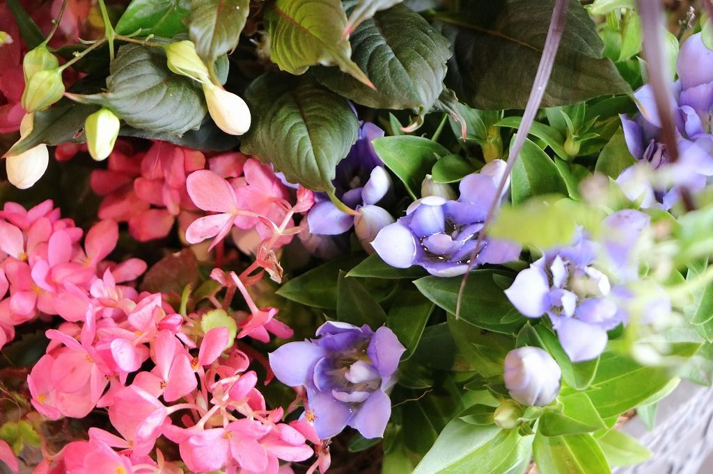 秋の草花のエレガントスタイル寄せ植え 現品１９１