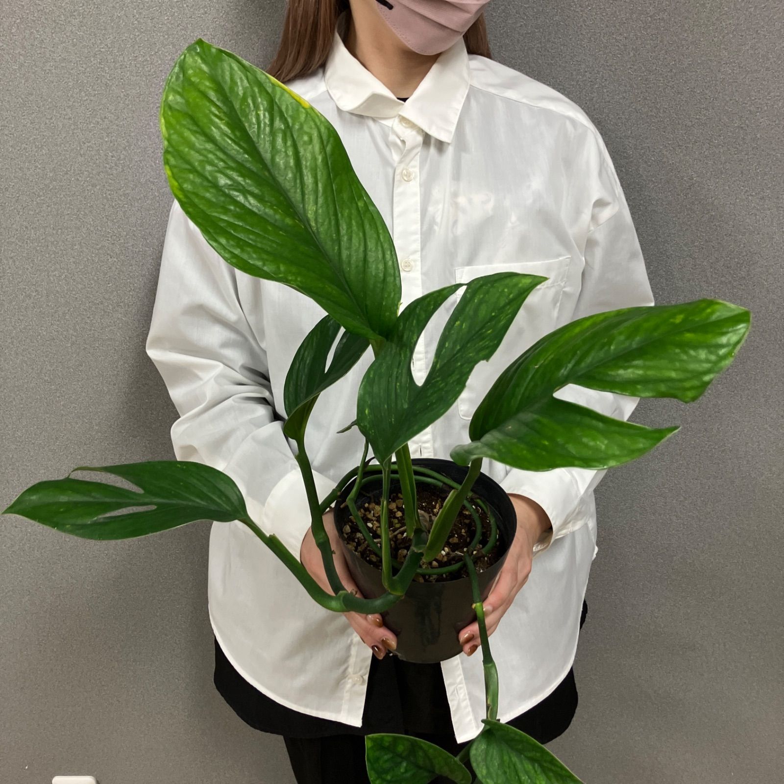 超希少❗️美株❗️モンステラジェイドウィング✨