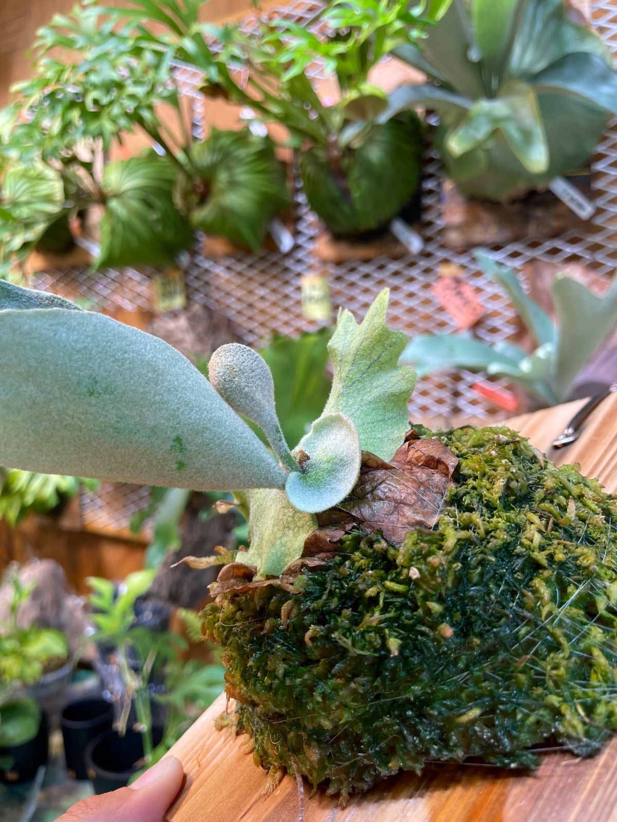 ファーストラブ