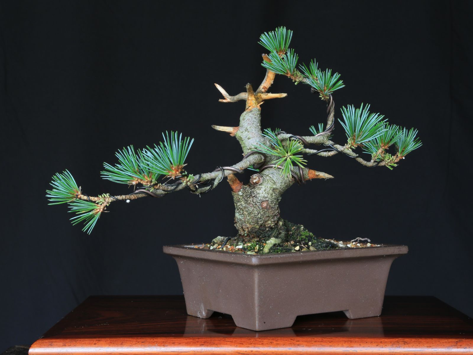 五葉松 盆栽 ミニ盆栽 鉢植 五葉松 ミニ盆栽