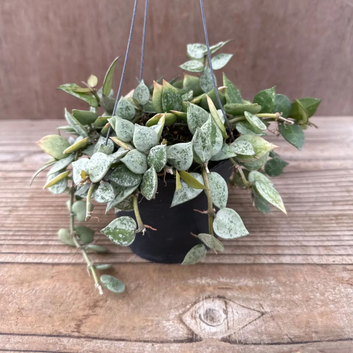 珍種　レア　ホヤ　Hoya Lyi Noid サクララン 珍種 レア ホヤ Hoya Lyi Noid サクララン