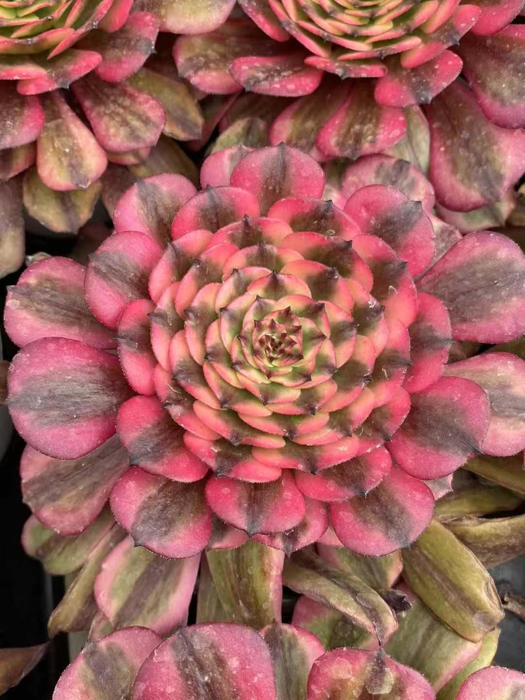 か*ん様 H725　バンシー　16株　抜き苗　多肉植物 エケベリア 韓国苗 H725 バンシー 16株 抜き苗 多肉植物 エケベリア 韓国苗 - メルカリ