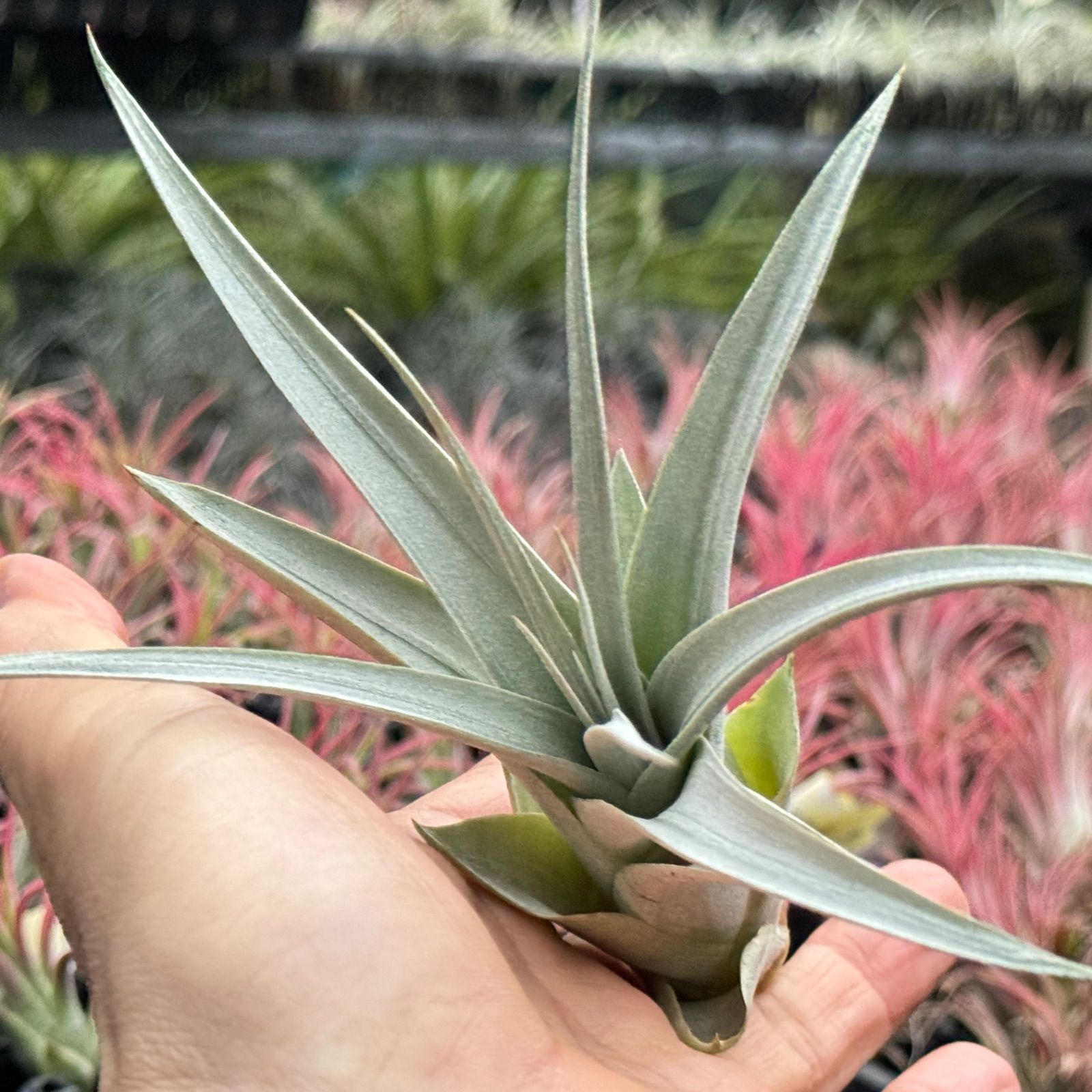 かき子株＊チランジア キセログラフィカ Tillandsia