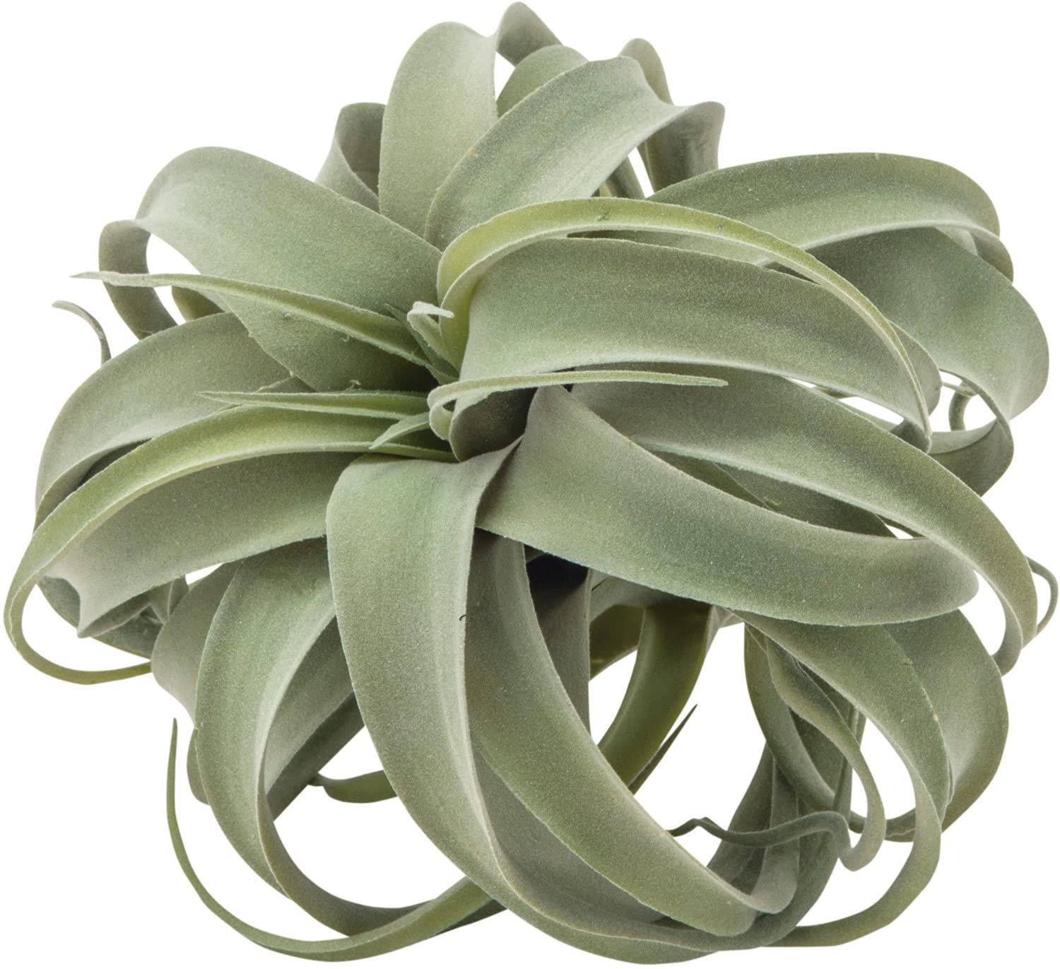 数量限定】80912 キセログラフィカ LIVING(ポッシュリビング) POSH