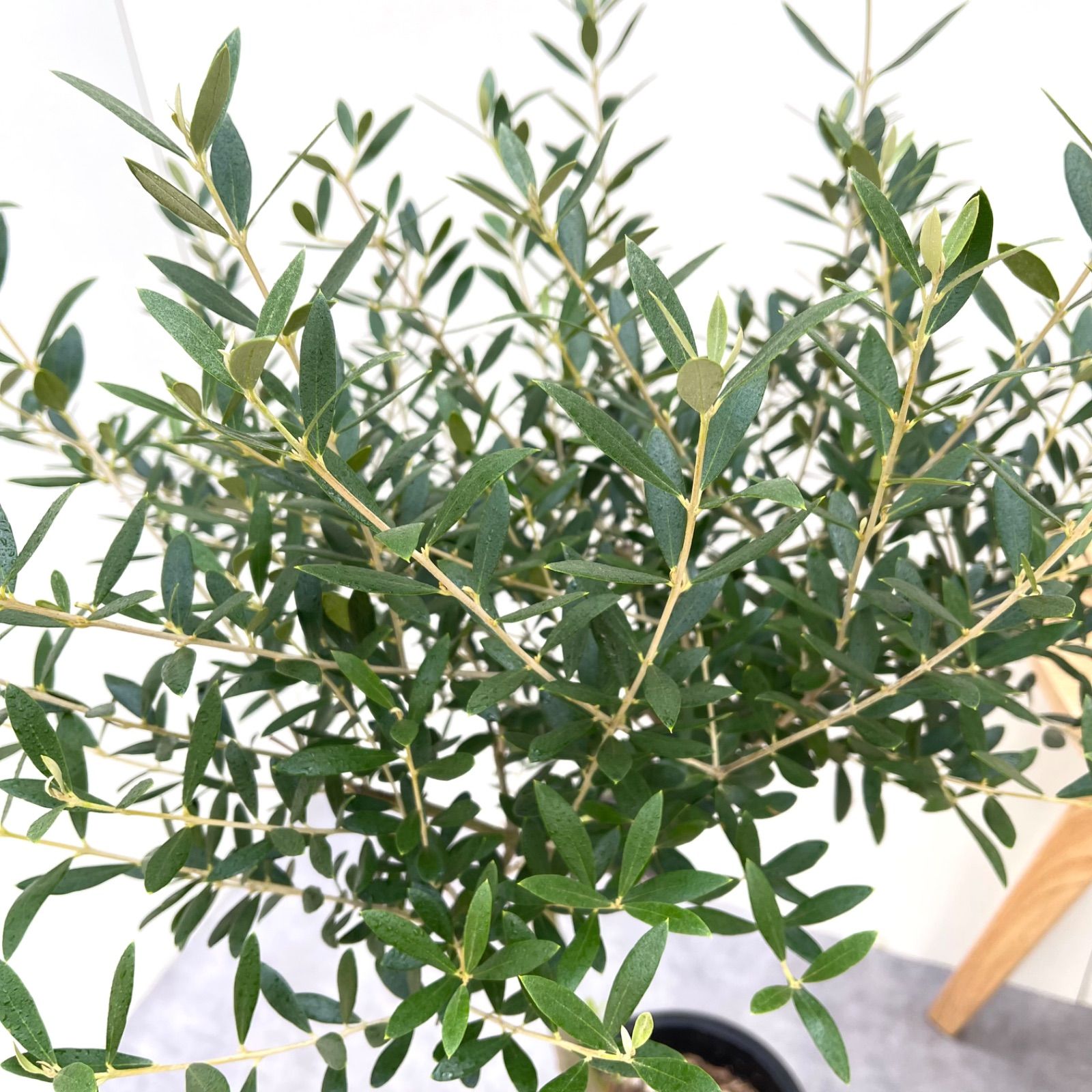 苗木・植木 オリーブ ネバディロブランコ 7【現品】観葉植物 創樹
