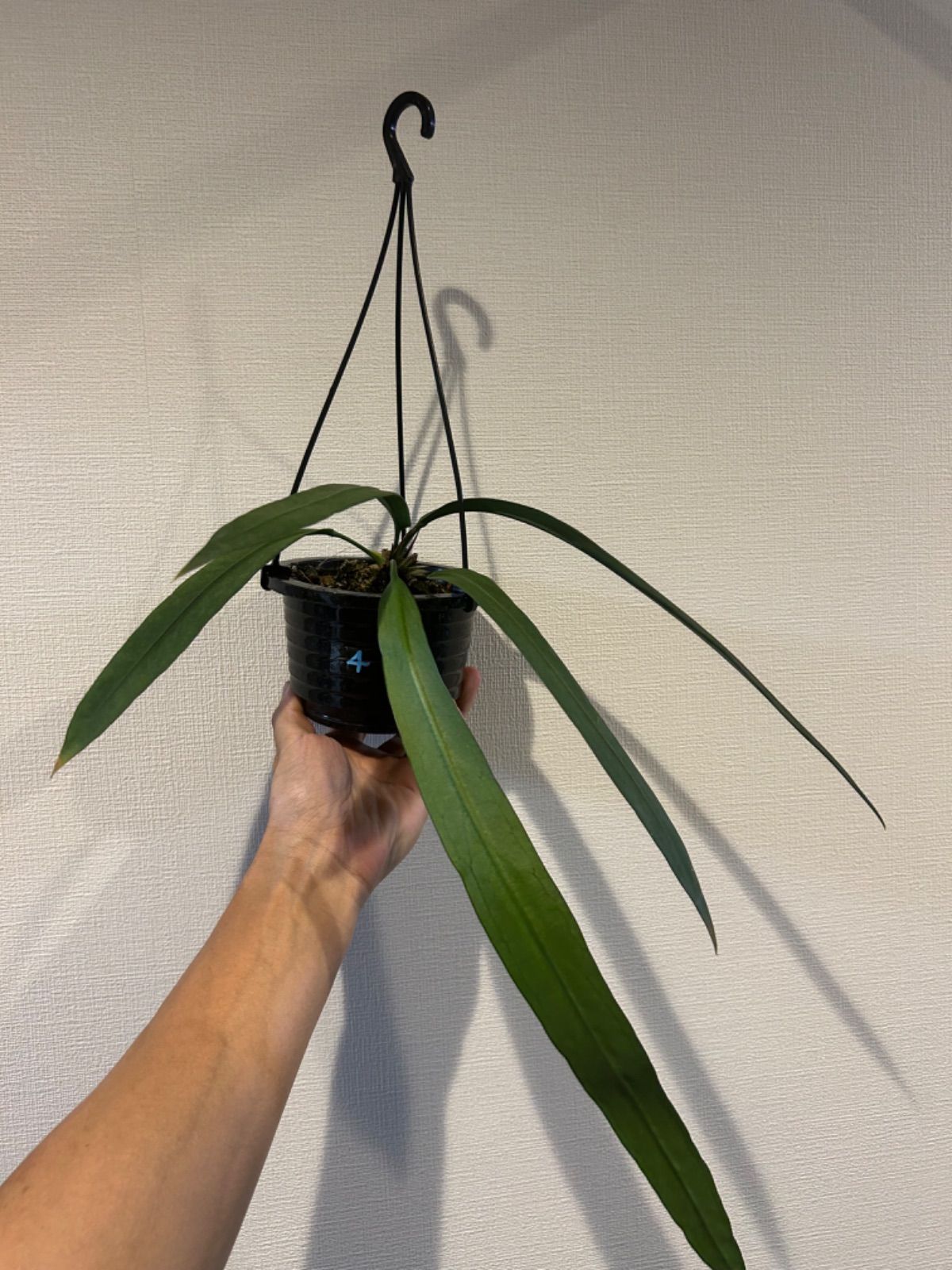希少 アンスリウム ビッタリフォリウム 4号 吊り鉢 苗 観葉植物 - メルカリ
