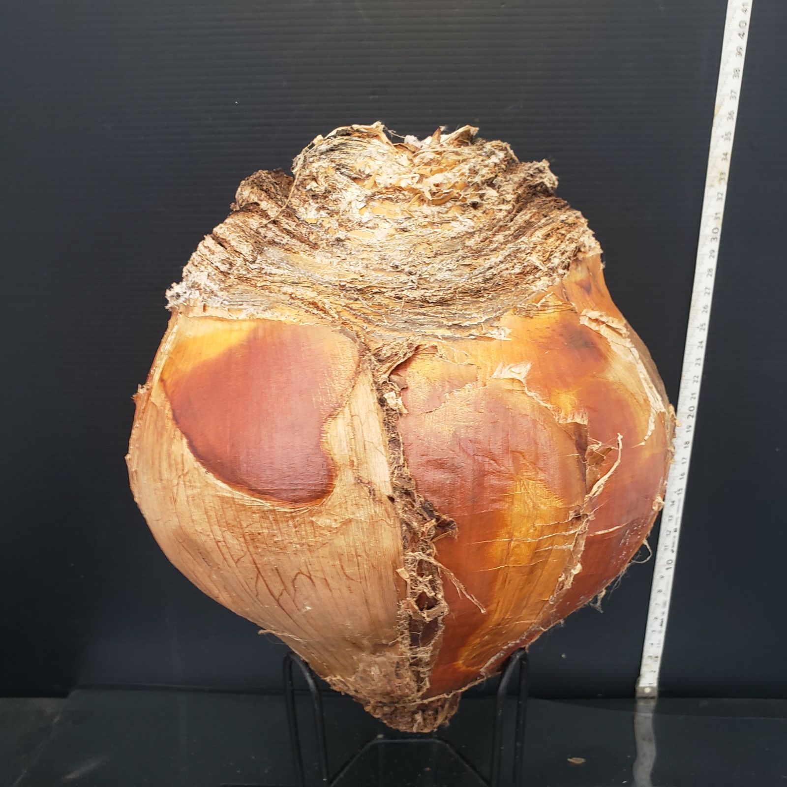 Z420 最新到着 Boophane ハエマンソイデス ML 現地球 抜き苗 球根植物 ブーファン ハエマンソイデス