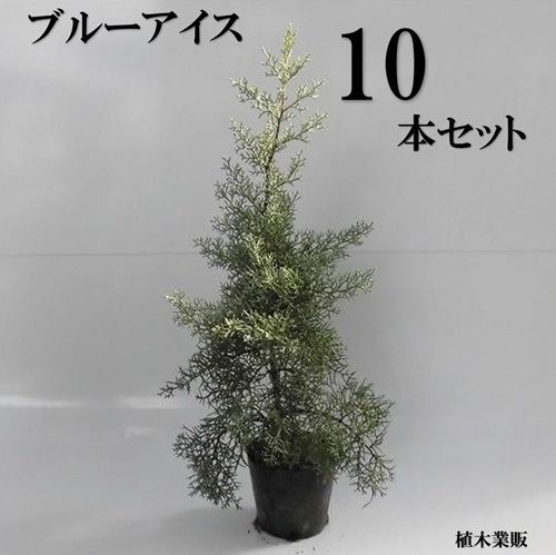10本セット ブルーアイス樹高0.4m前後15cmポット