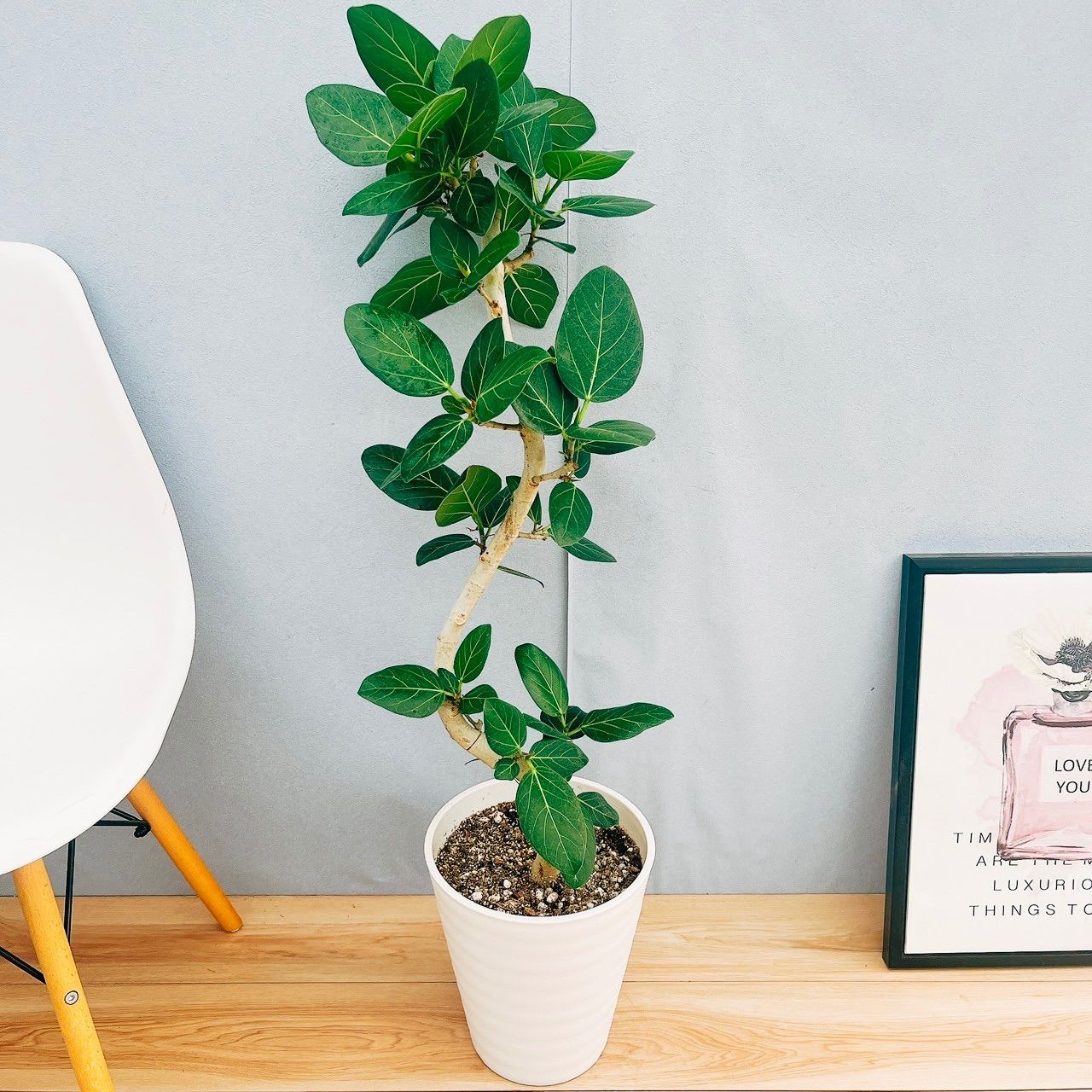 現品］☆おすすめ☆ 7番 フィカス ベンガレンシス 曲がり 8号 観葉植物