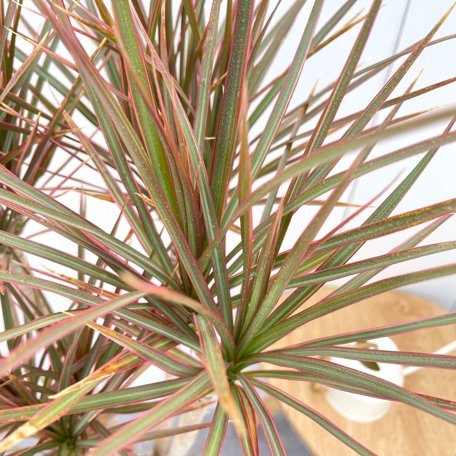 ドラセナ コンシンネ レインボー【現品】観葉植物 室内 大型 - メルカリ