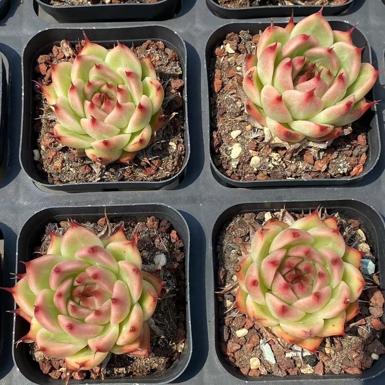 ZM1588×70 トスカネリ 抜き苗 多肉植物 アエオニウム エケベリア