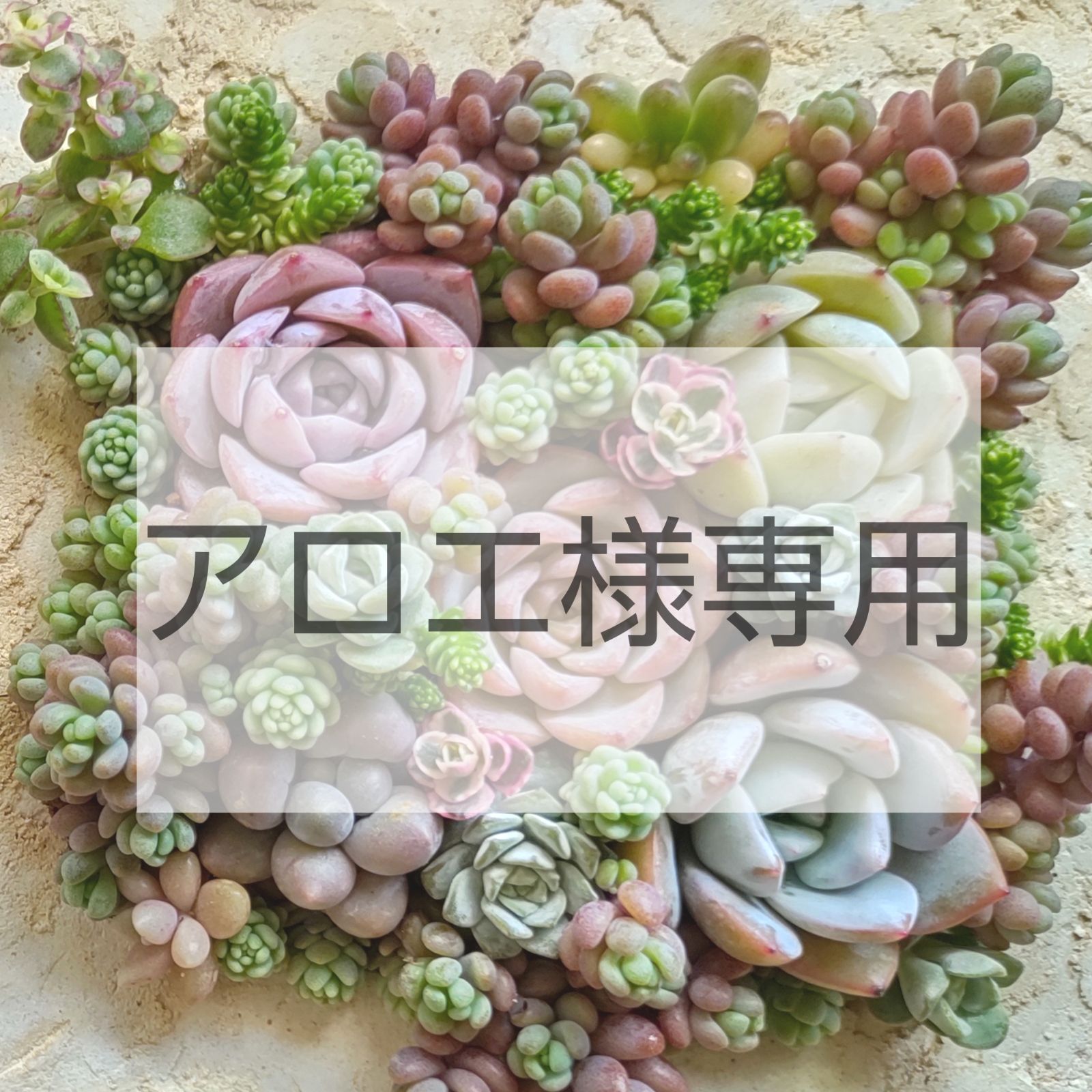 ♥ アロエ様専用 ♥ - メルカリ 