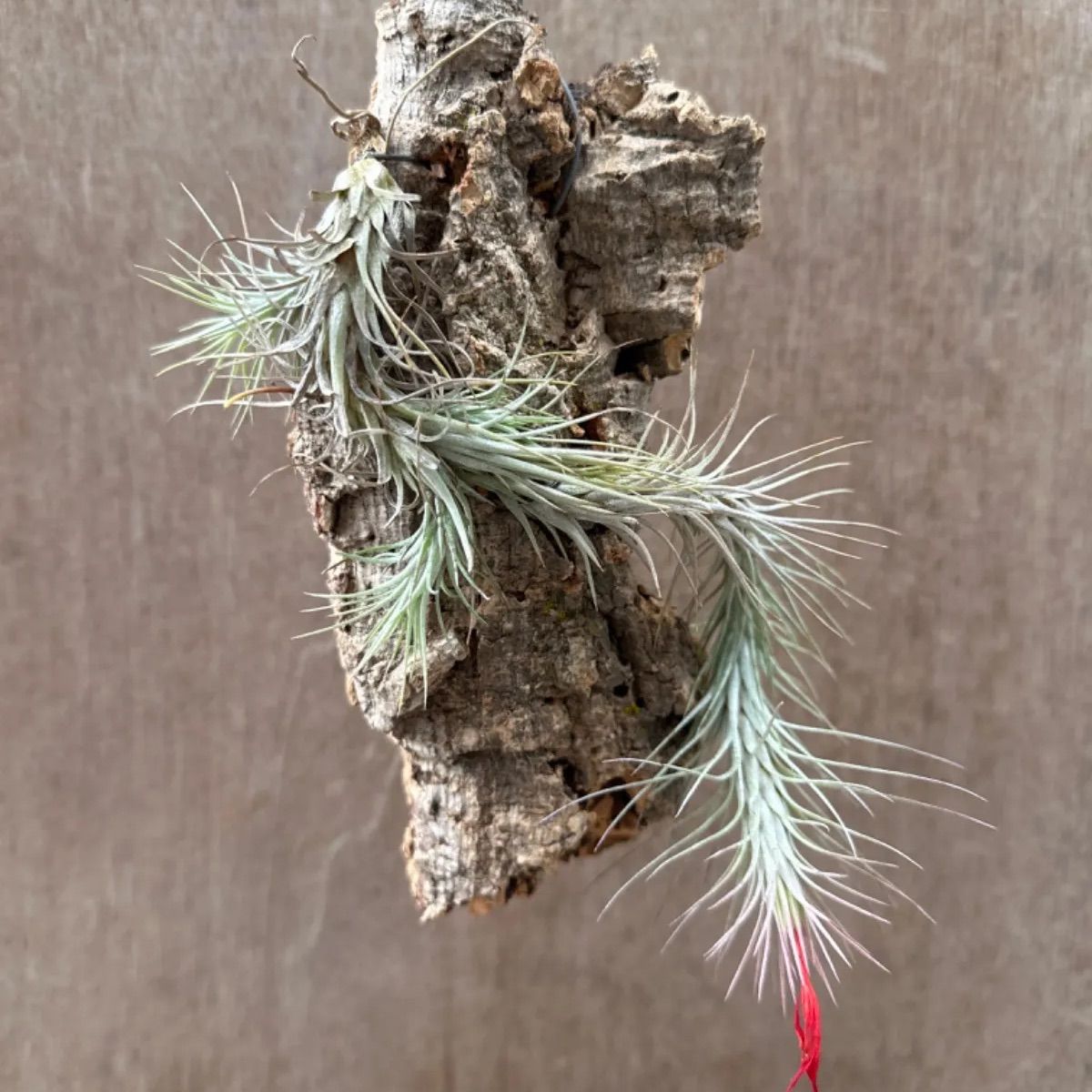 チランジア フンキアナ Tillandsia funckiana ティランジア エアプランツ エアープランツ 現品 観葉植物 観葉 植物 珍奇植物 珍奇 珍しい ハンギング 吊るす 吊り下げ インテリア プレゼント おしゃれ かわいい  グリーン