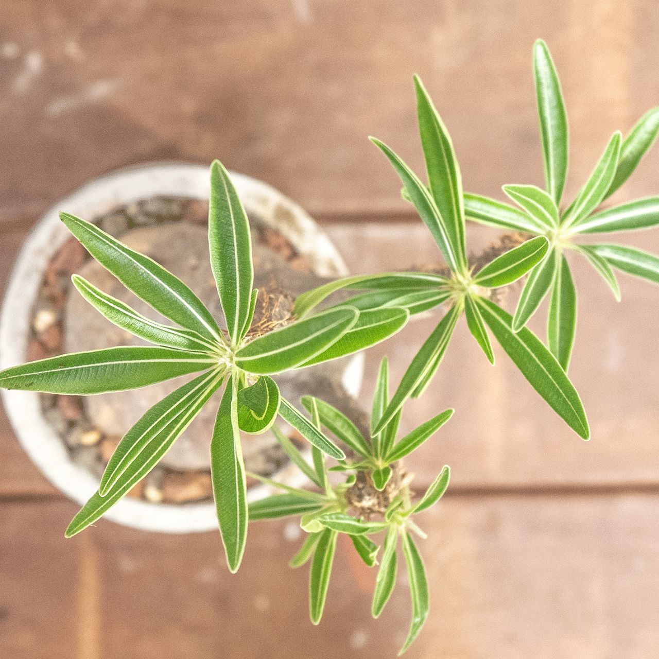 モルタル鉢仕立て