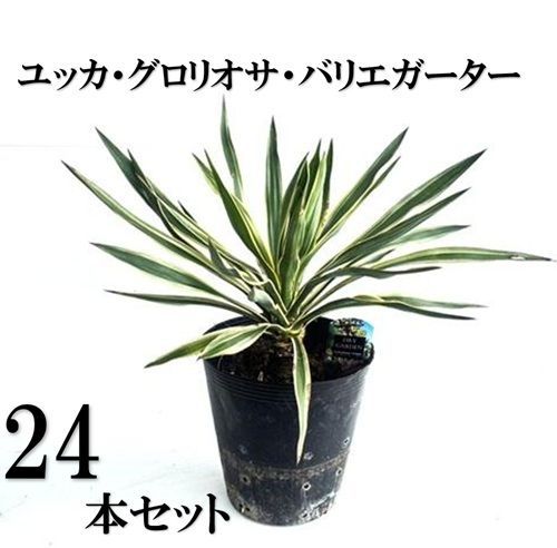 24本セット ユッカ グロリオサ バリエガータ樹高0.3m前後21cmポット