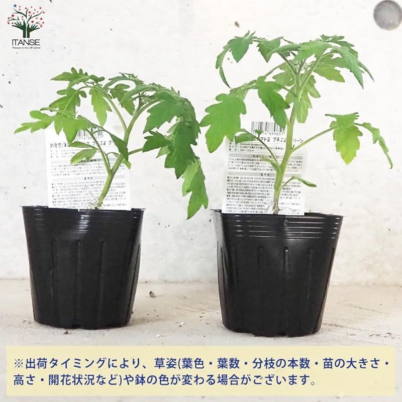 接木苗