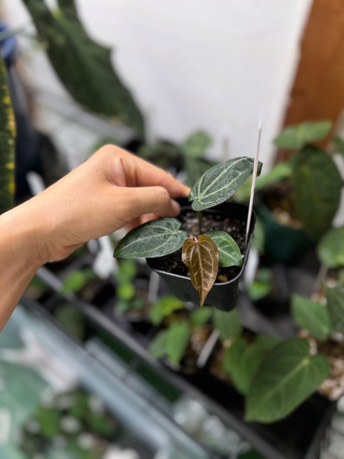 Anthuroom】Anthurium 'Michelle' x 'Zara'(F3) x 'SKG Grey