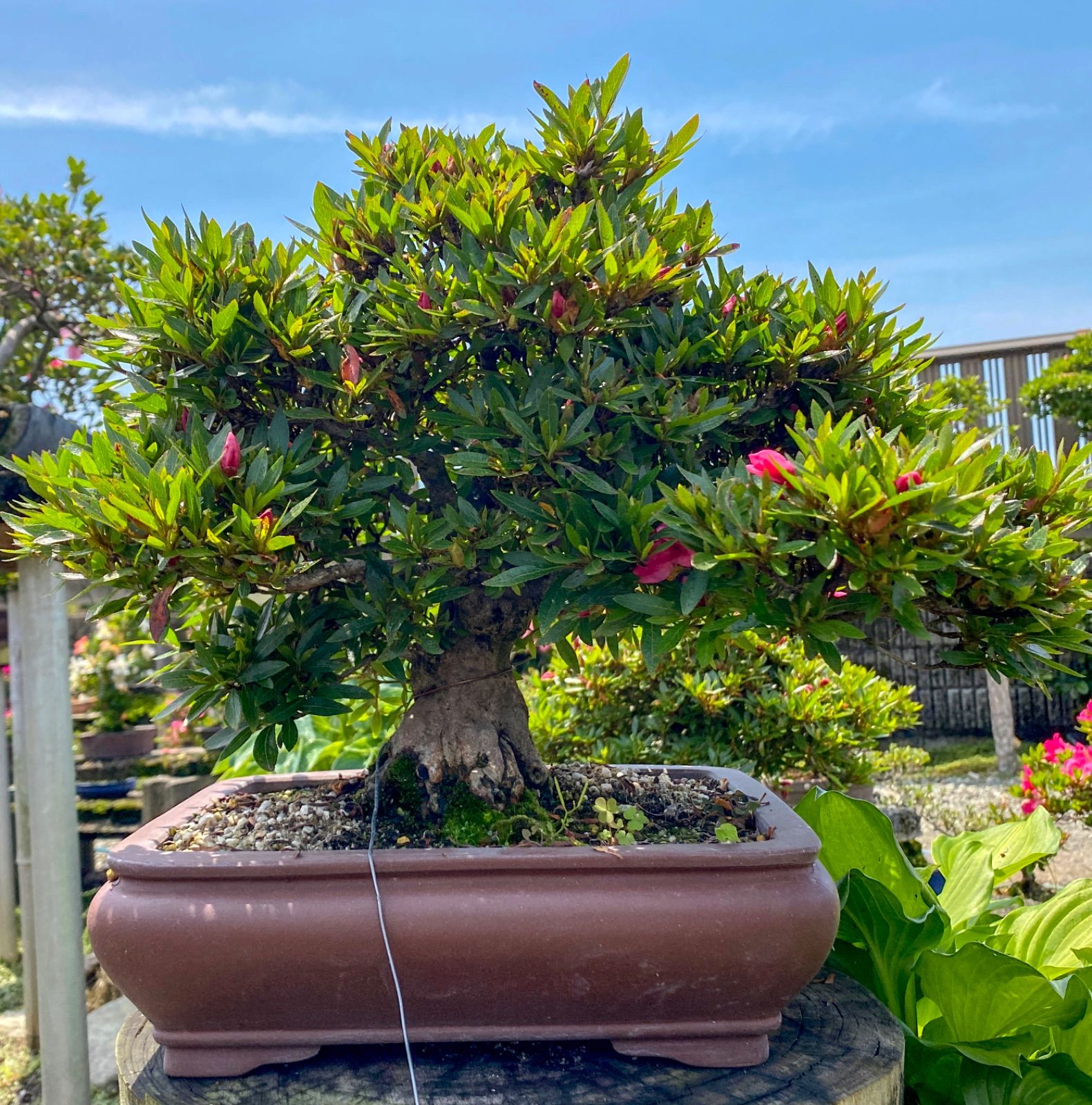 定番人気，爆買い 皐月盆栽素材。光琳。株立。樹高22センチほど。