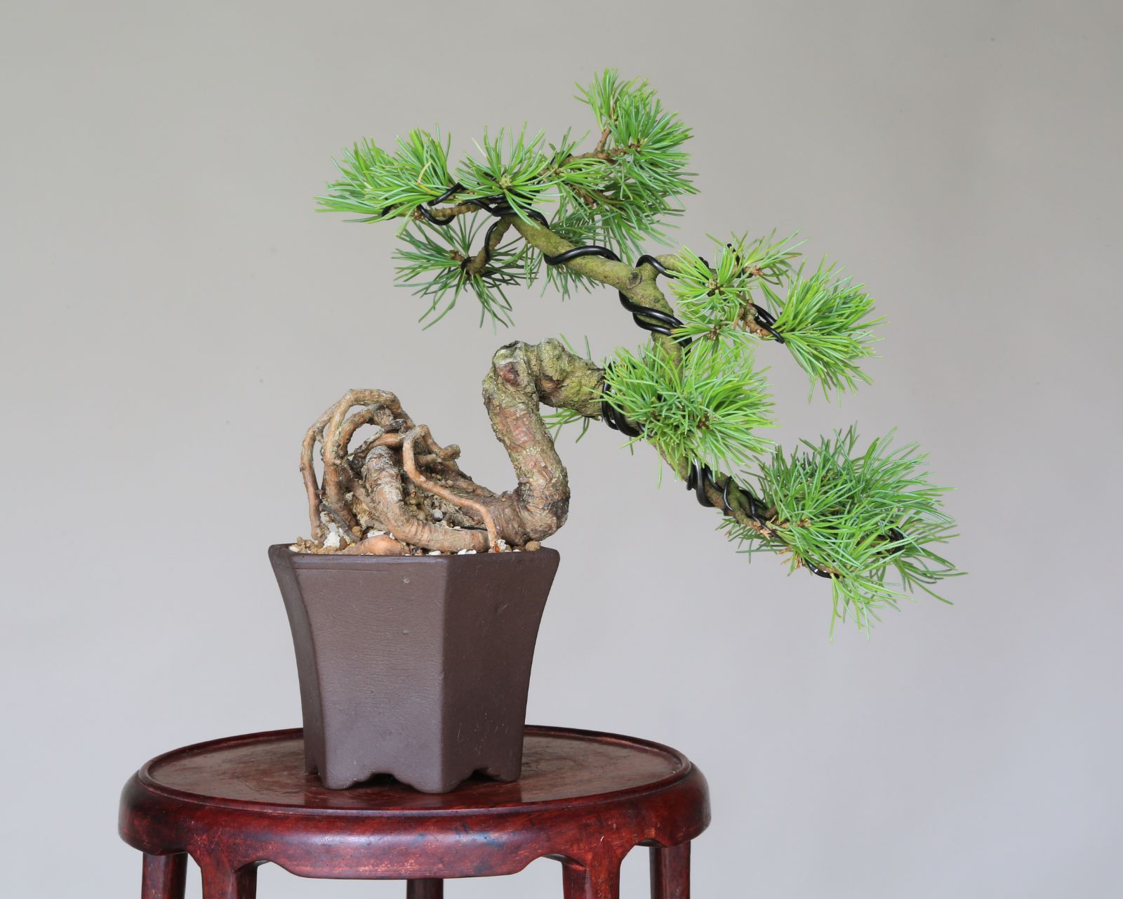 盆栽 松柏
