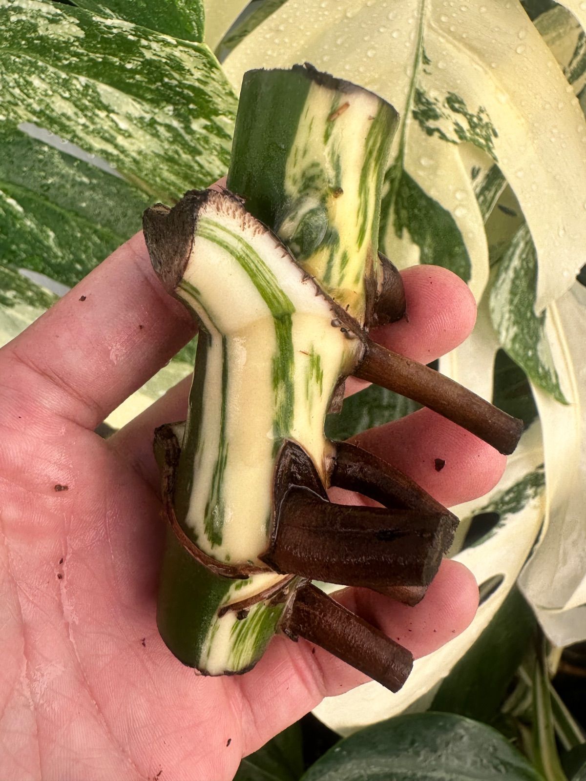 元*山様 斑入りモンステラホワイトタイガー実付き大茎ばかり6株お