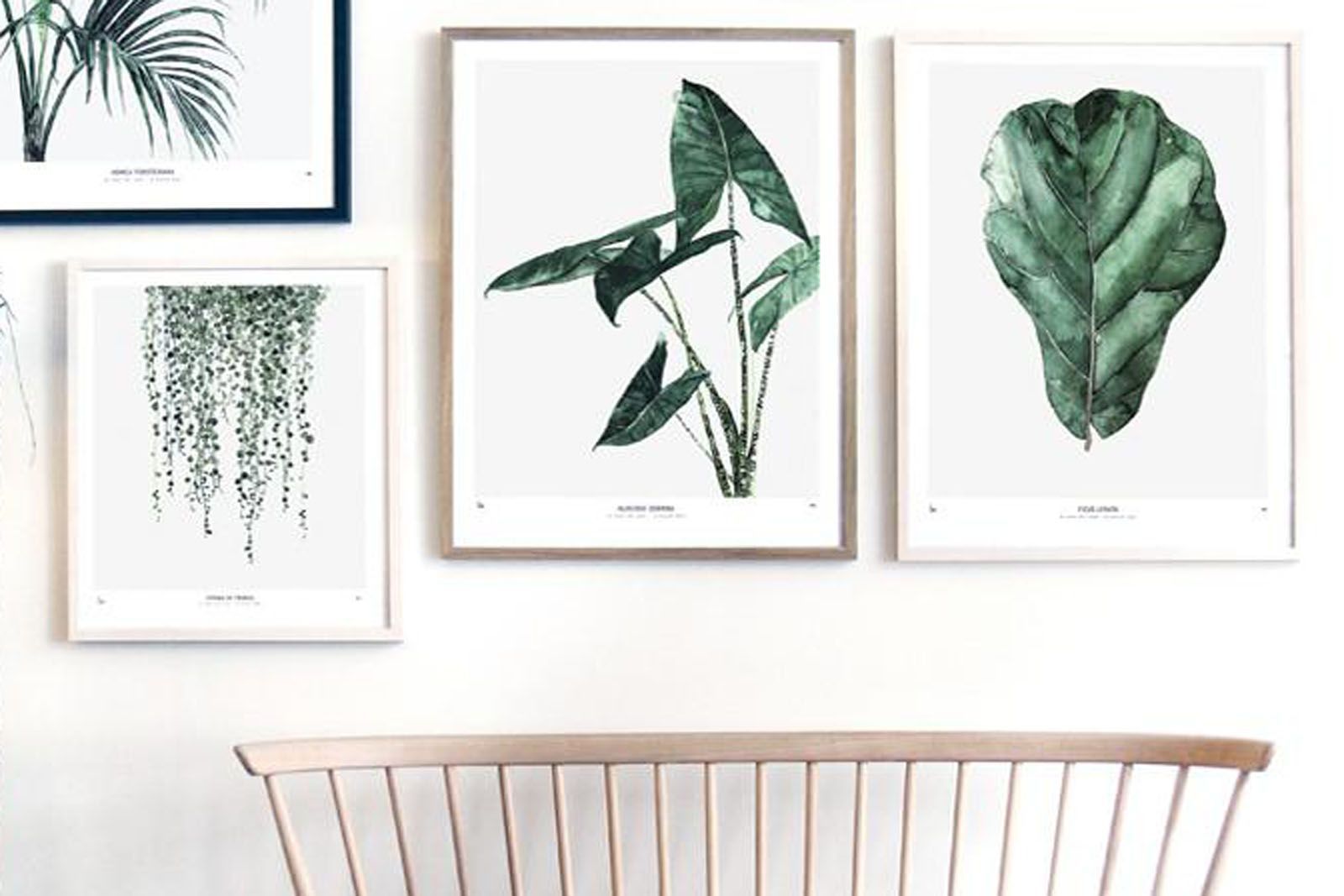 My Deer Art Shop アートポスター 50×70cm Alocasia Zebrina (Limited