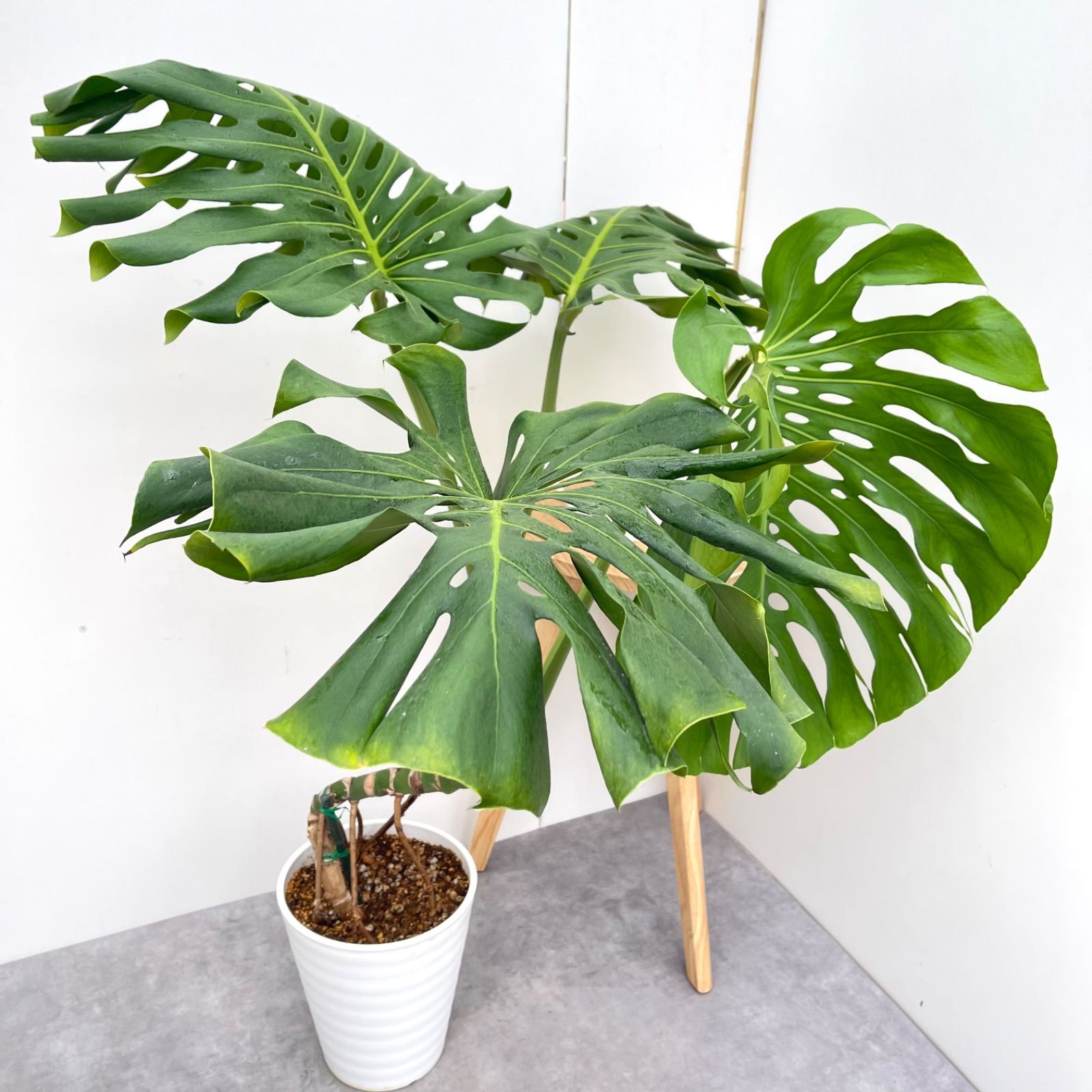 モンステラ デリシオーサ 大型 観葉植物 モンステラ デリシオーサ 大型 観葉植物