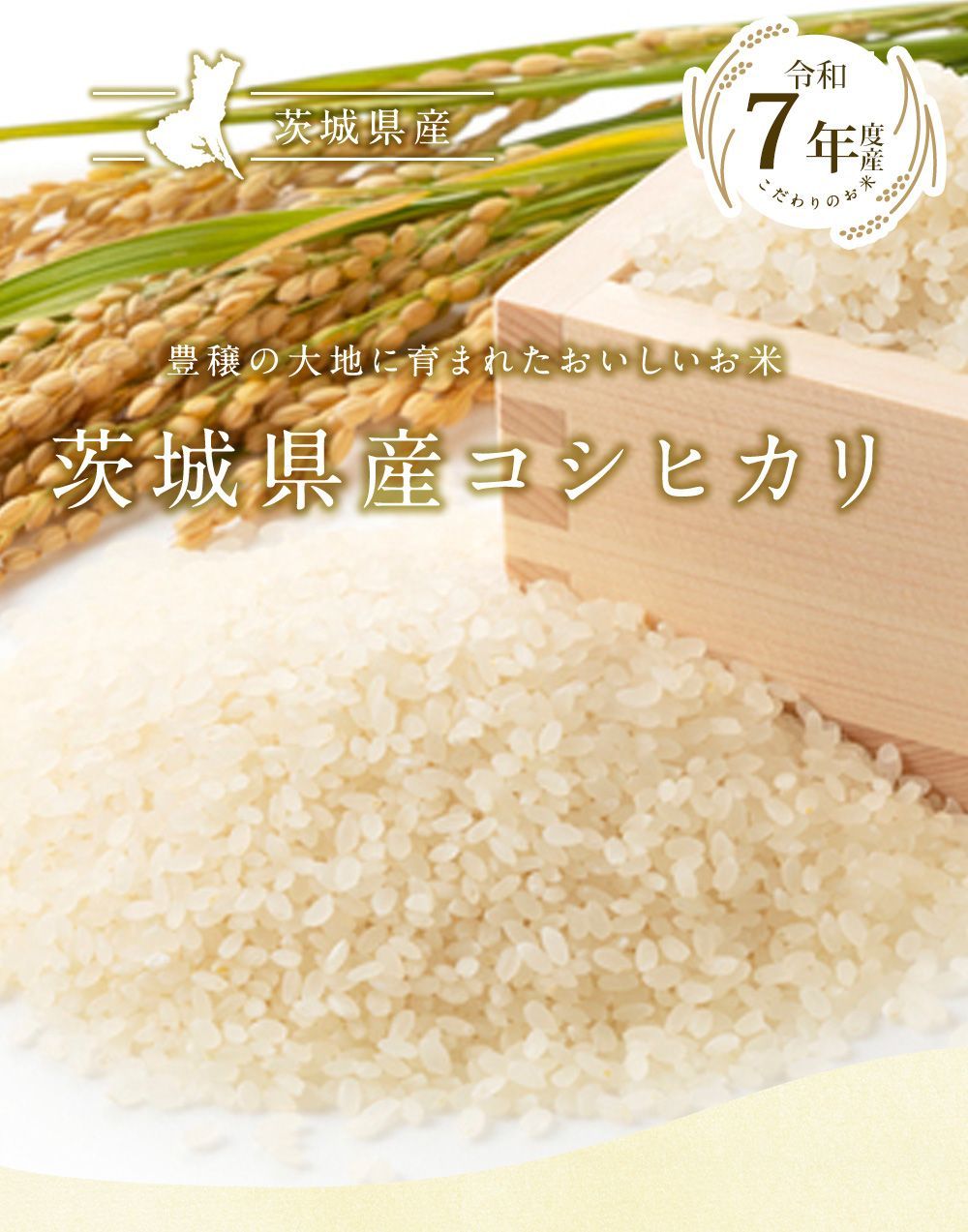 食品 令和7年 茨城県産 コシヒカリ 20kg（5kg×4袋）送料無料 令和7年産 