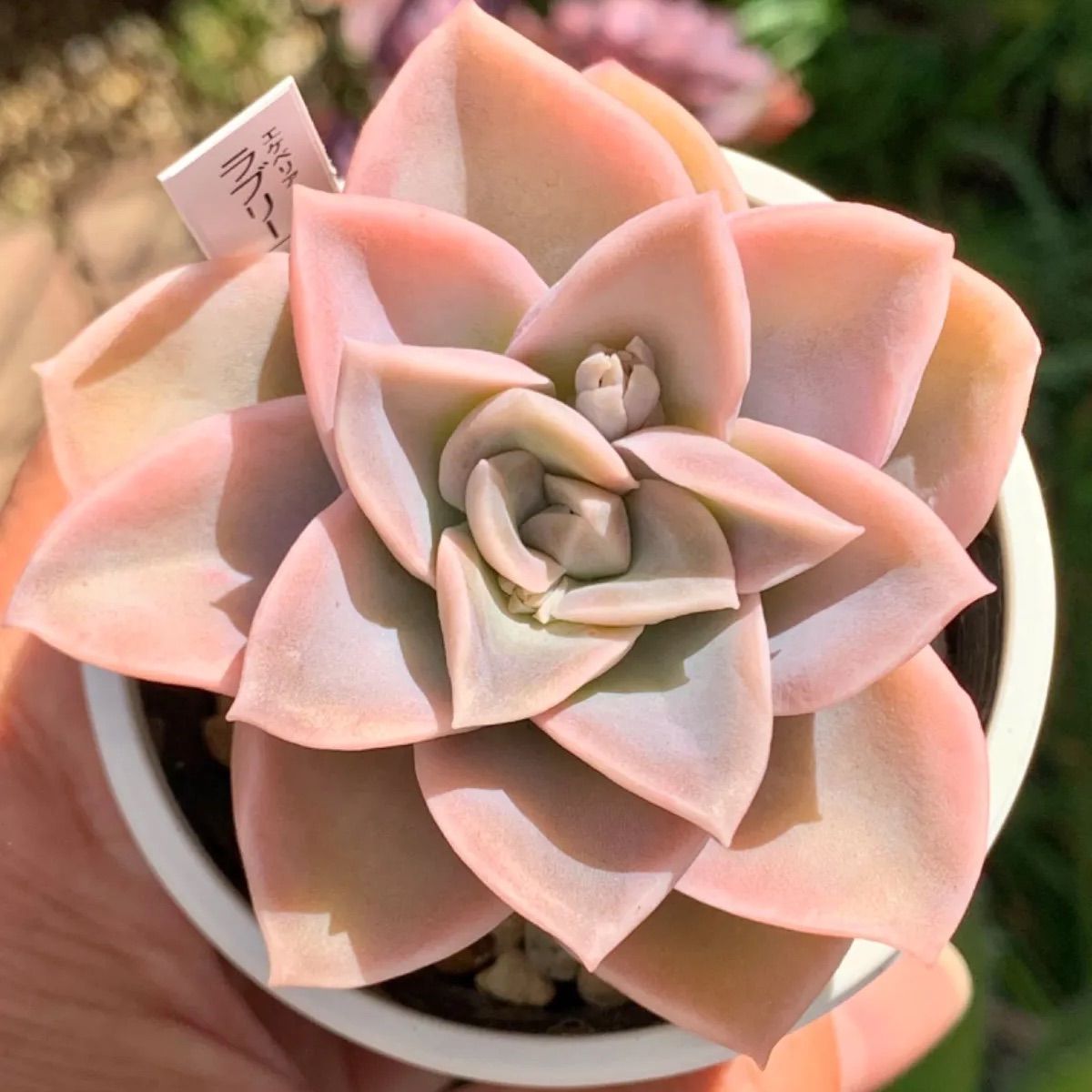 ❤️専用出品❤️ラブリーローズ錦❤️抜き苗② 【公式通販】