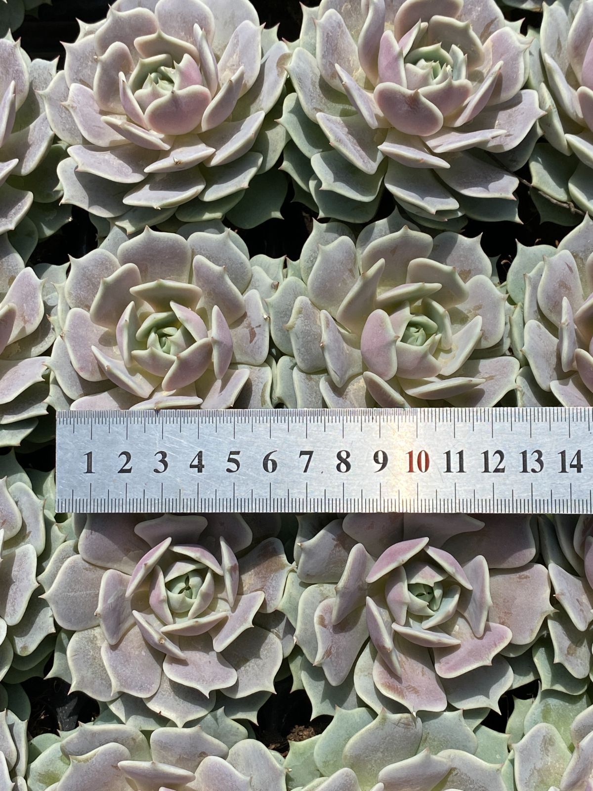 ZM1689×70 ルナレン