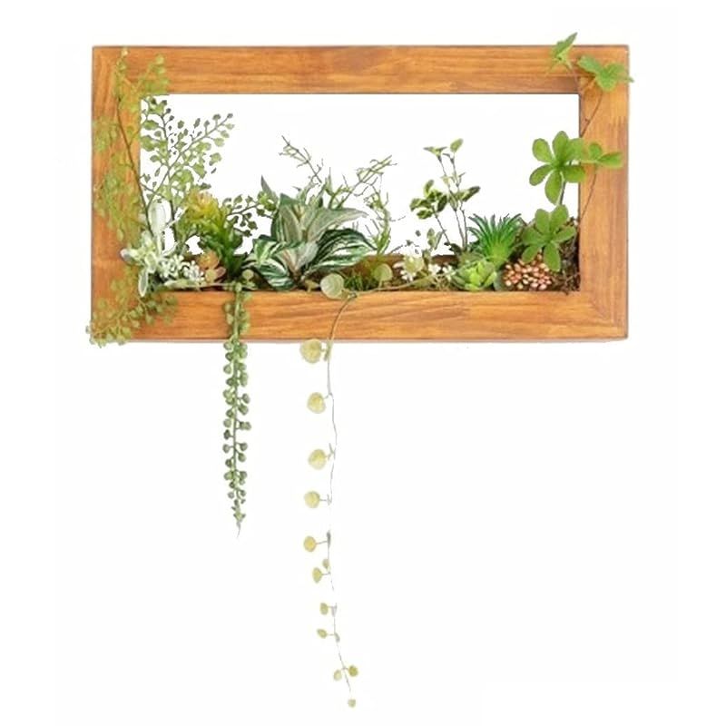 ビカクシダ　コロナリウム〔Tonkla Thin〕 コルク付け　大サイズ1 ビカクシダ コロナリウム〔Tonkla Thin〕 コルク付け 大サイズ1