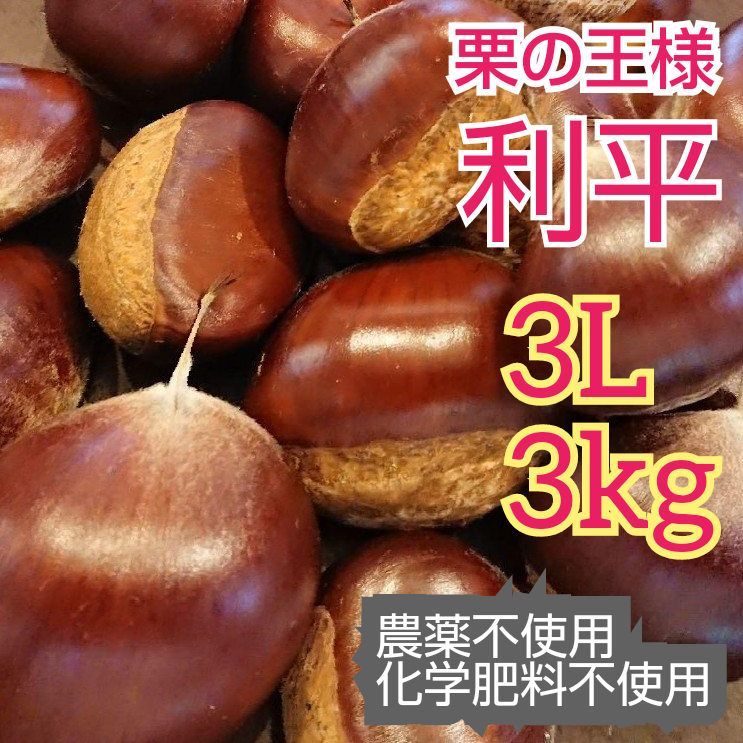 栗の王様 利平栗 朝採直送 3L 特大 3kg 農薬不使用 科学肥料不使用 熊本