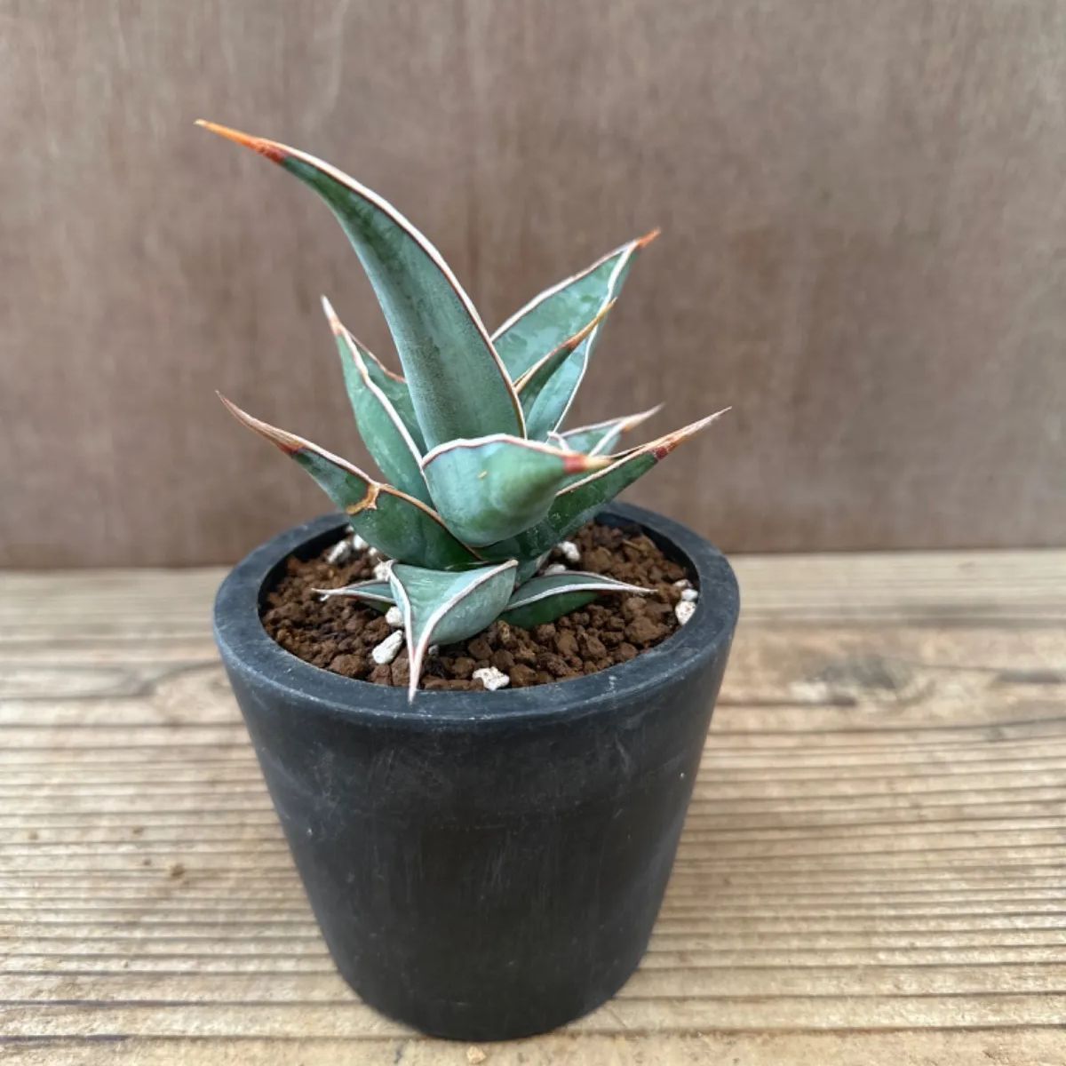 Sansevieria ピンギキュラ pinguicula〔サンスベリア〕現品発送S0010