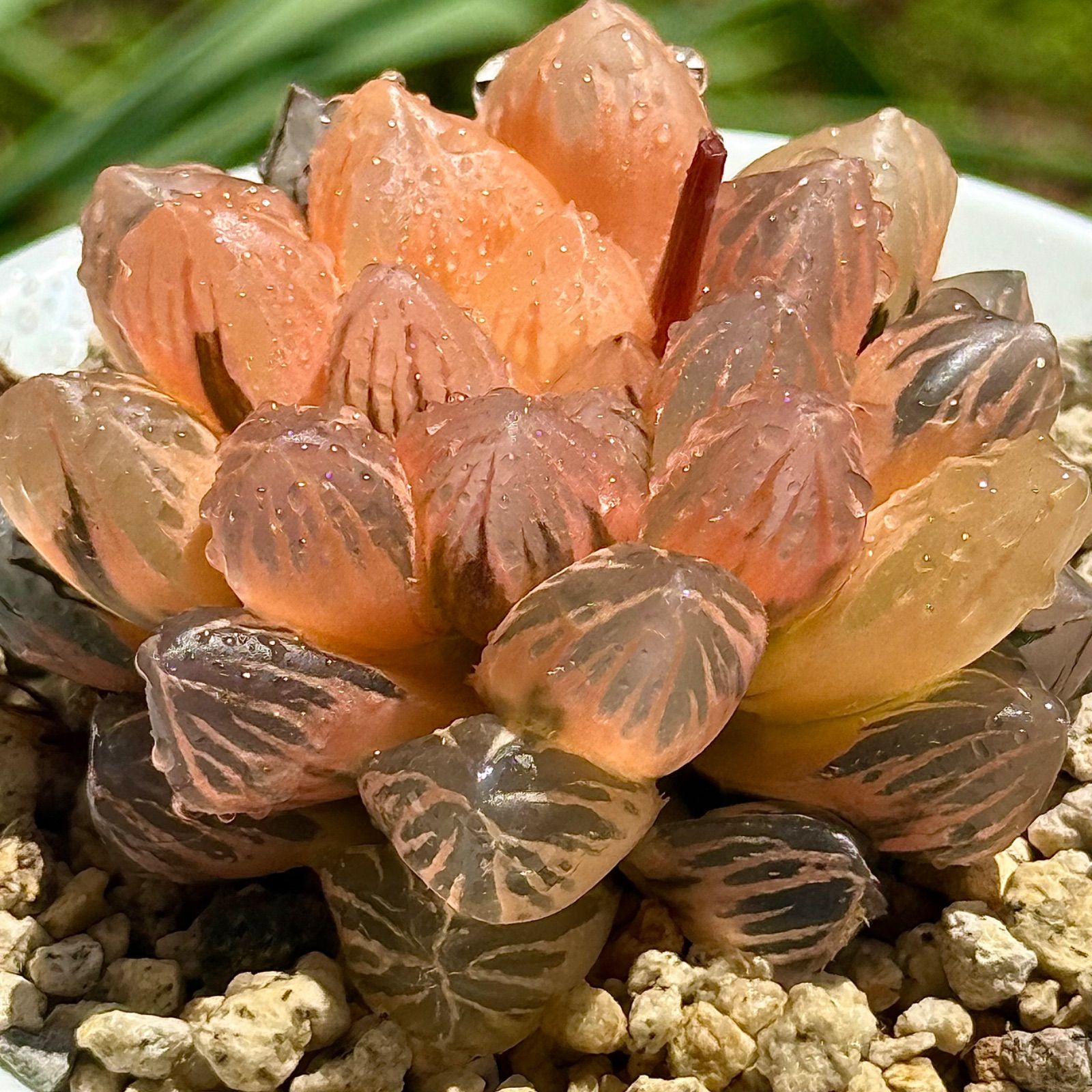 紫王オブツーサ錦 特選株 注文 H1176 紫王オブツーサ錦 特選株 H1176