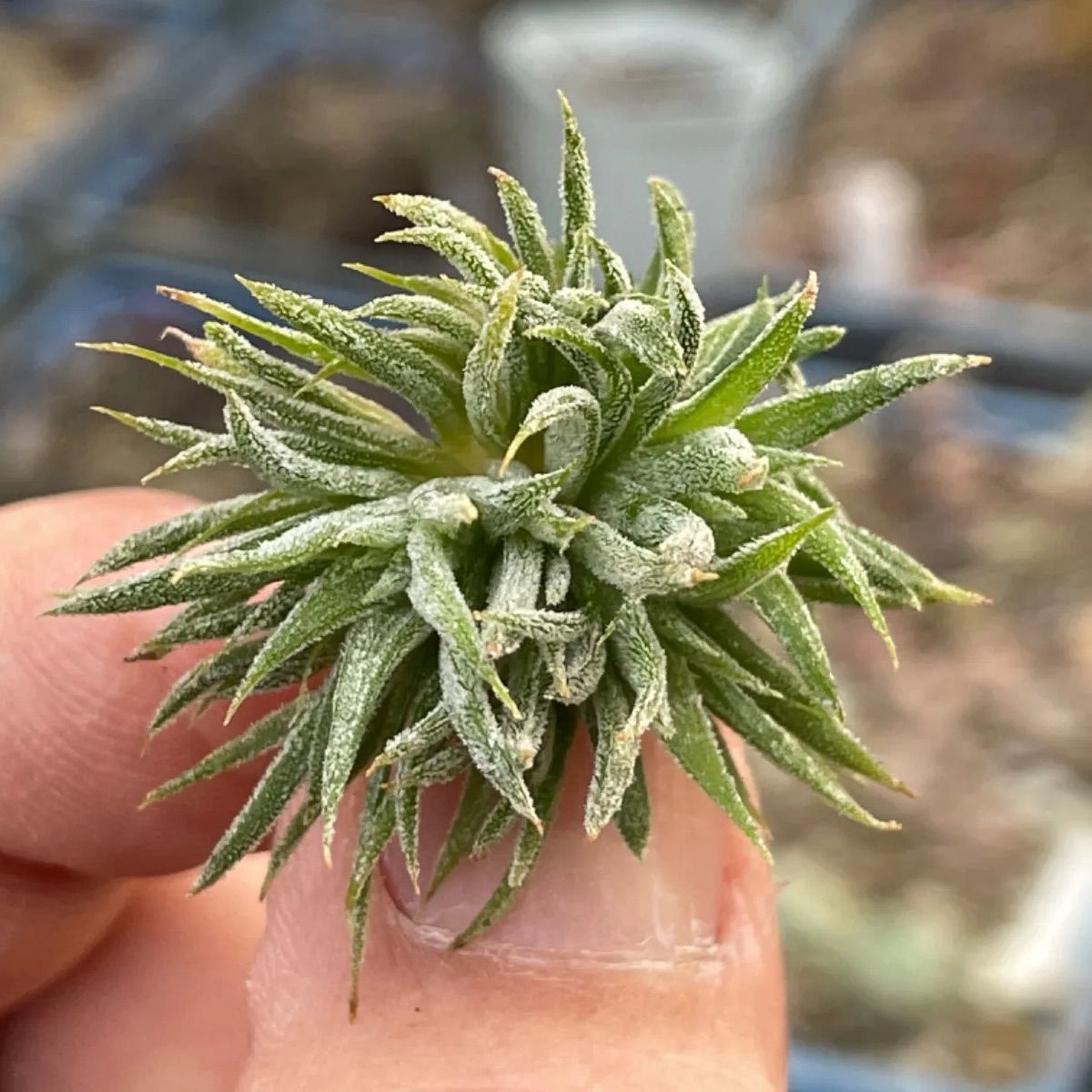 チランジア イオナンタ モンストローズ Tillandsia ionantha Monstrose