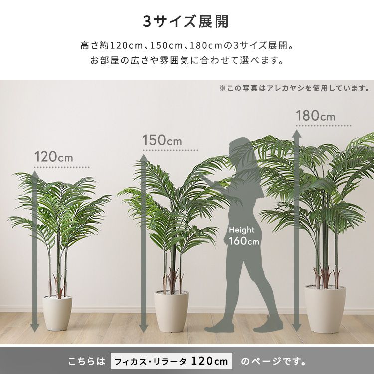 フィカス