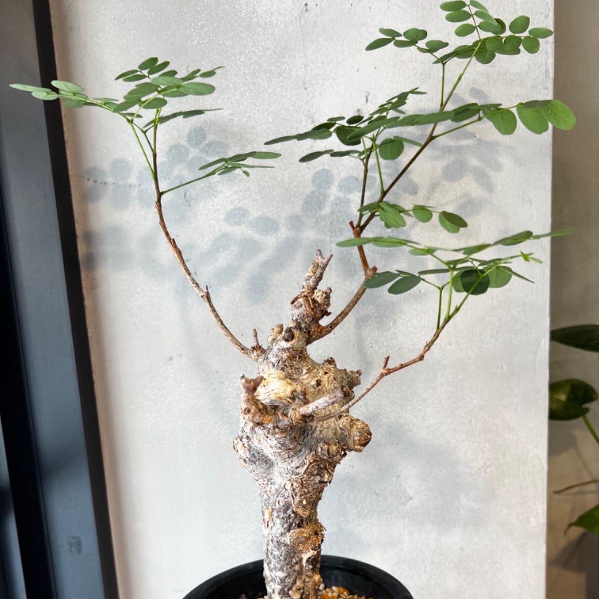 デロニクス プミラ 現地球 発根済み