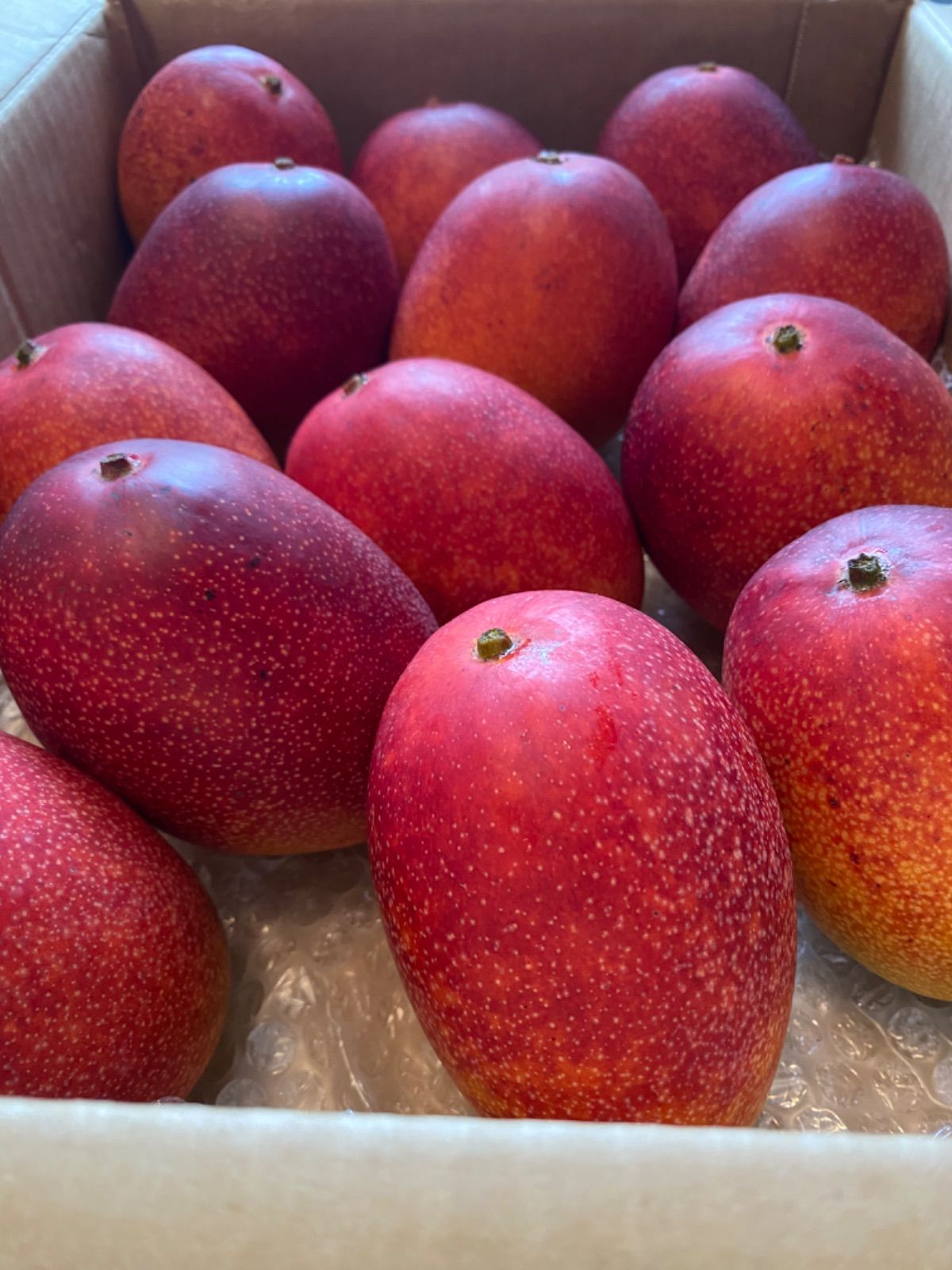 宮崎完熟 特大ミニマンゴー 購入 セット 13玉 4k 冷蔵発送〜 ♢♢ 宮崎