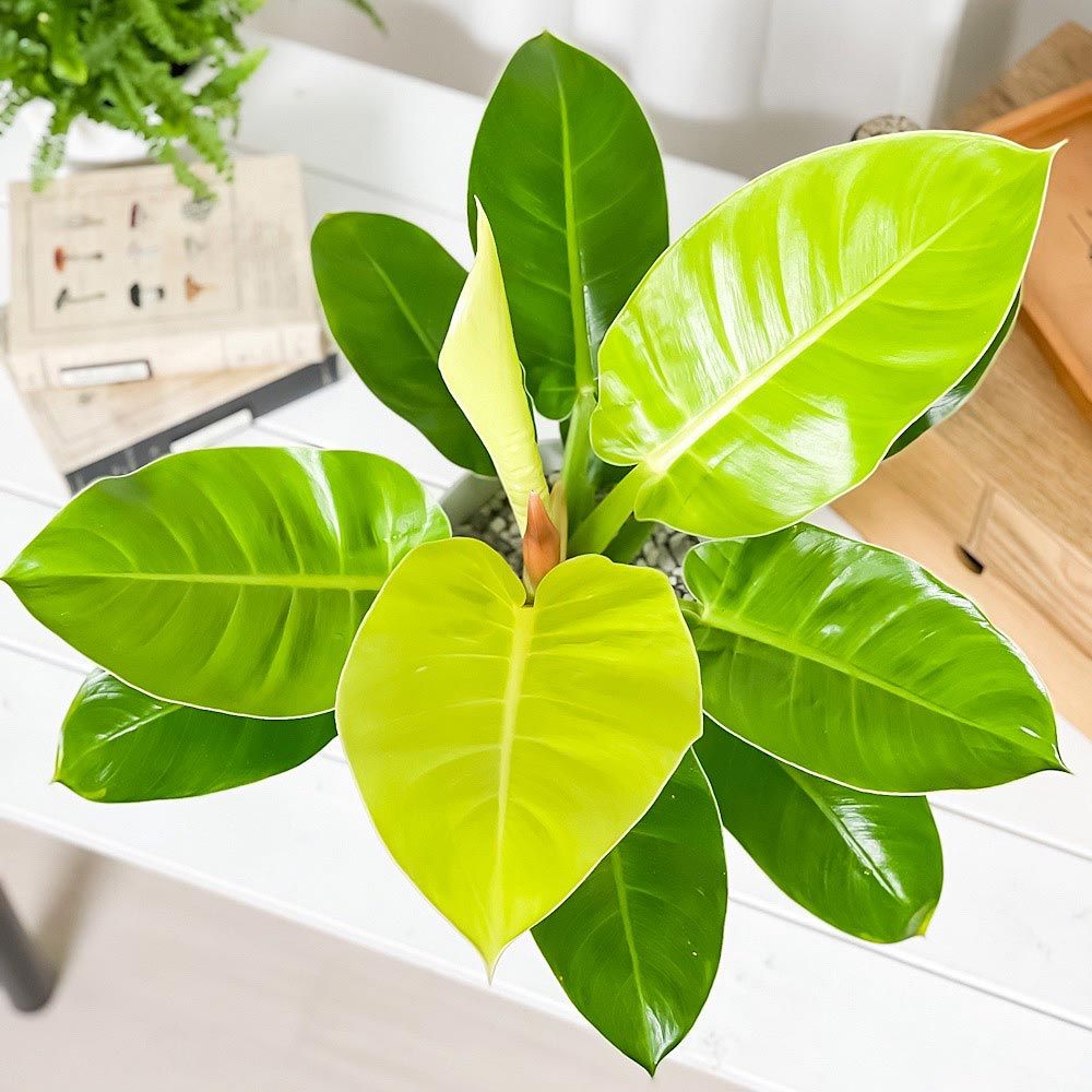 PLANCHU 観葉植物 フィロデンドロン インペリアルゴールド 6号鉢 